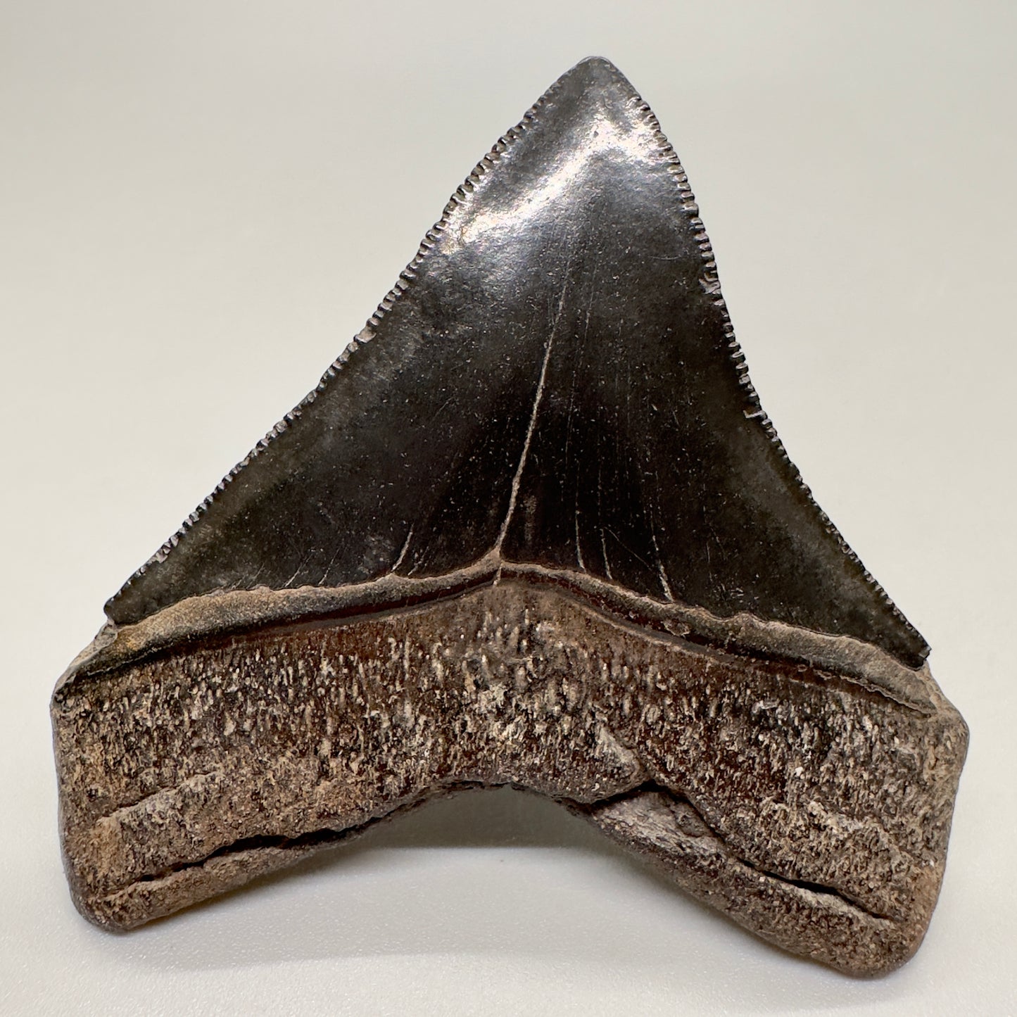 Jet black, serrated posterior 2.50 inches Megalodon Tooth from Georgia CM4547-1 back