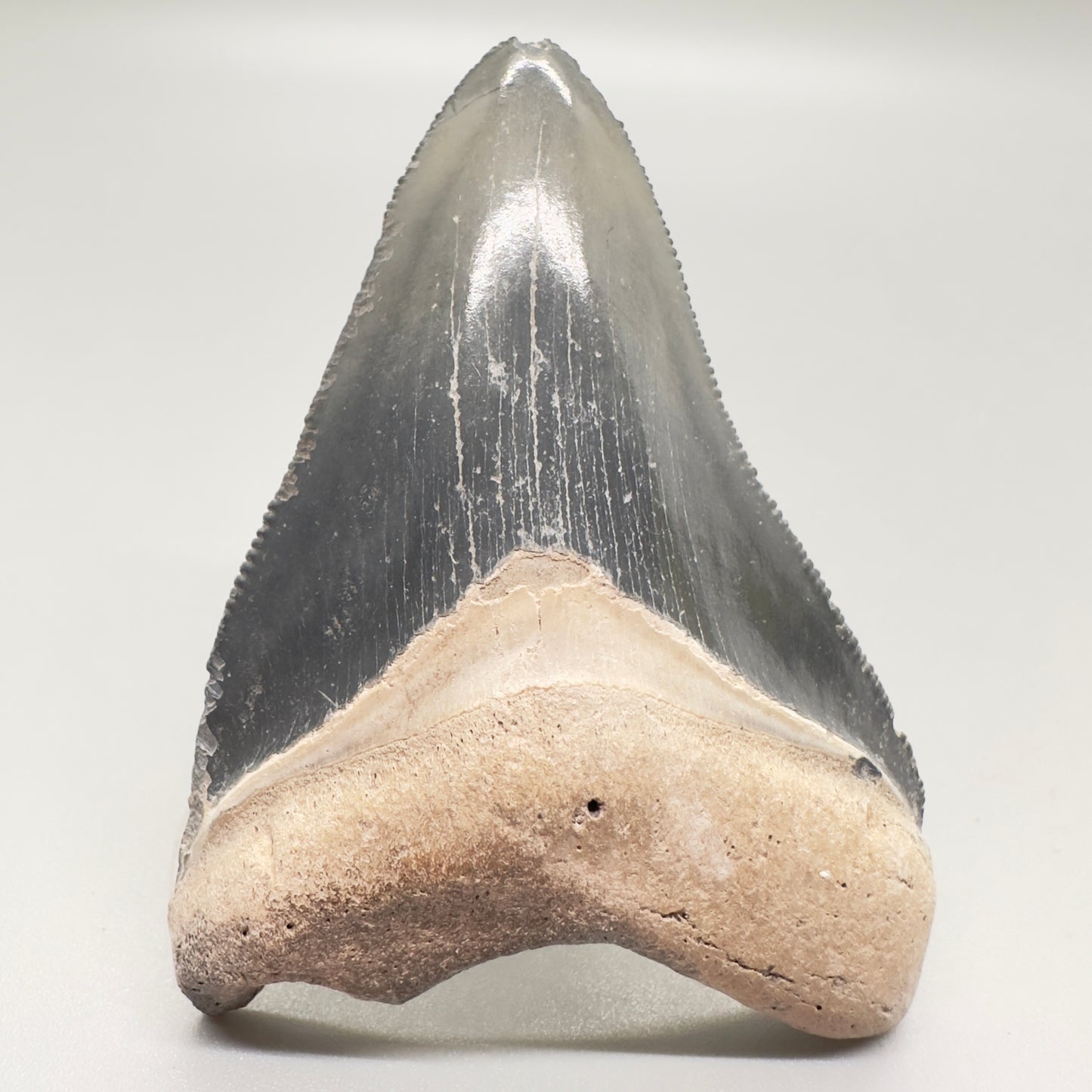 Grey 2.67 inches Megalodon Tooth from Bone Valley, FL CM4548 front