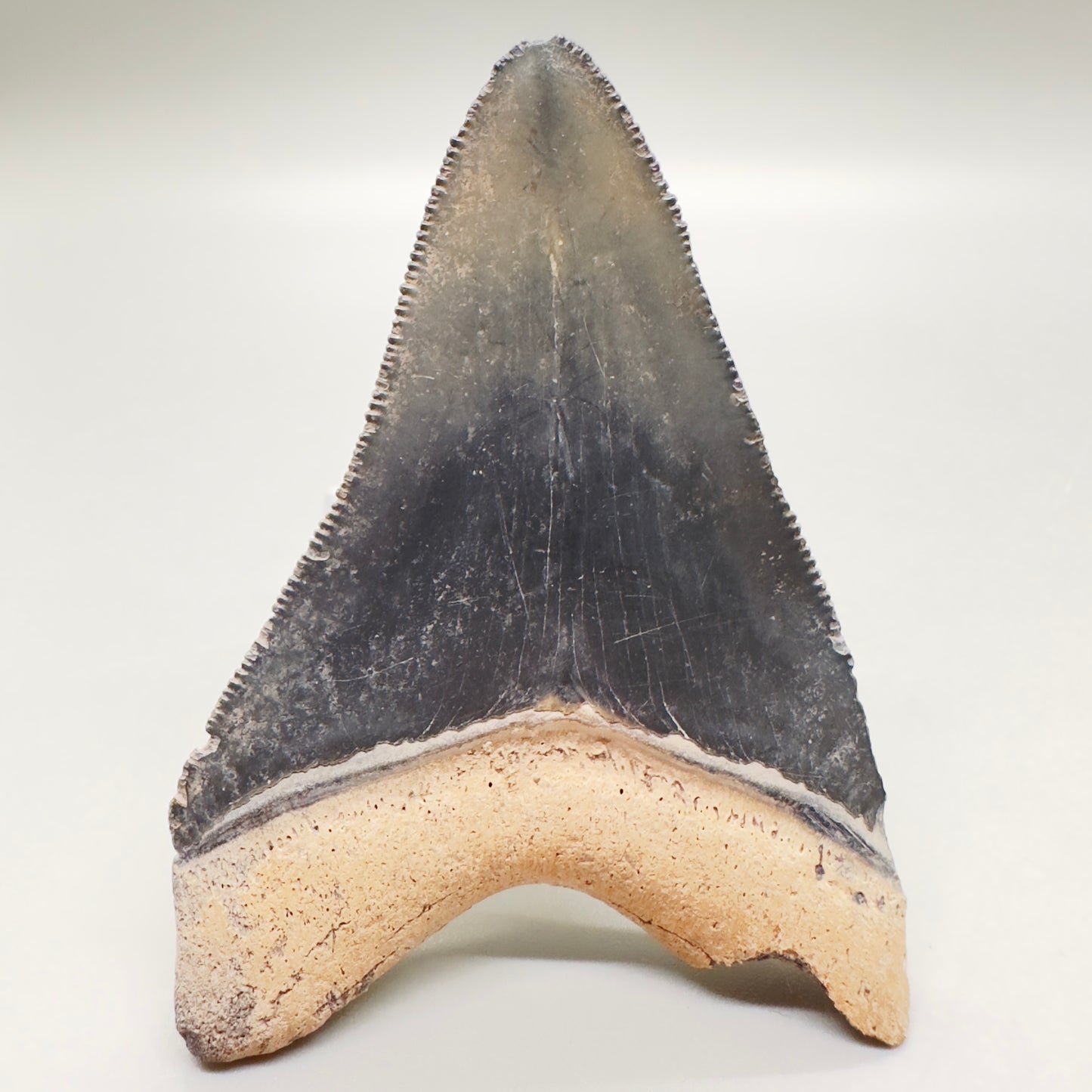 Grey 2.67 inches Megalodon Tooth from Bone Valley, FL CM4548 back