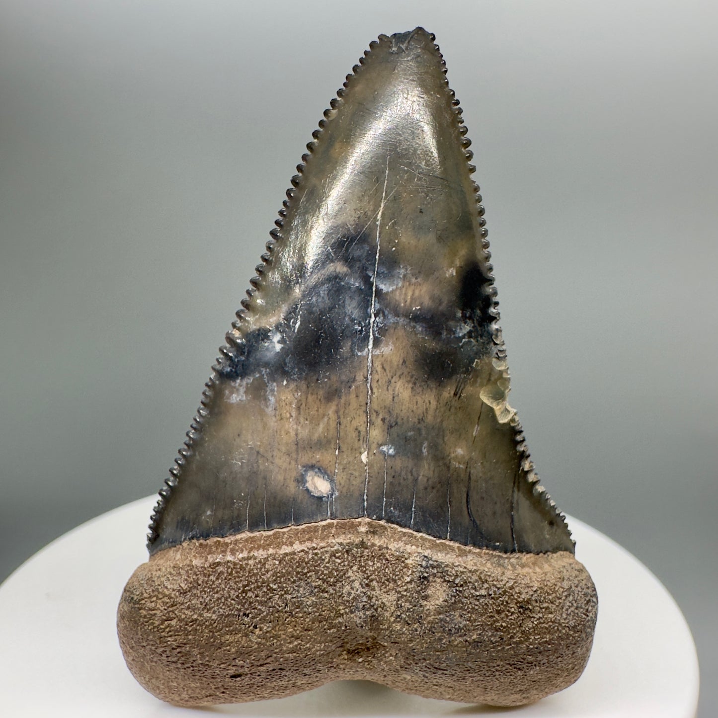 Colorful 2.20" Fossil Great White Tooth from Summerville, South Carolina GW1101 - Front
