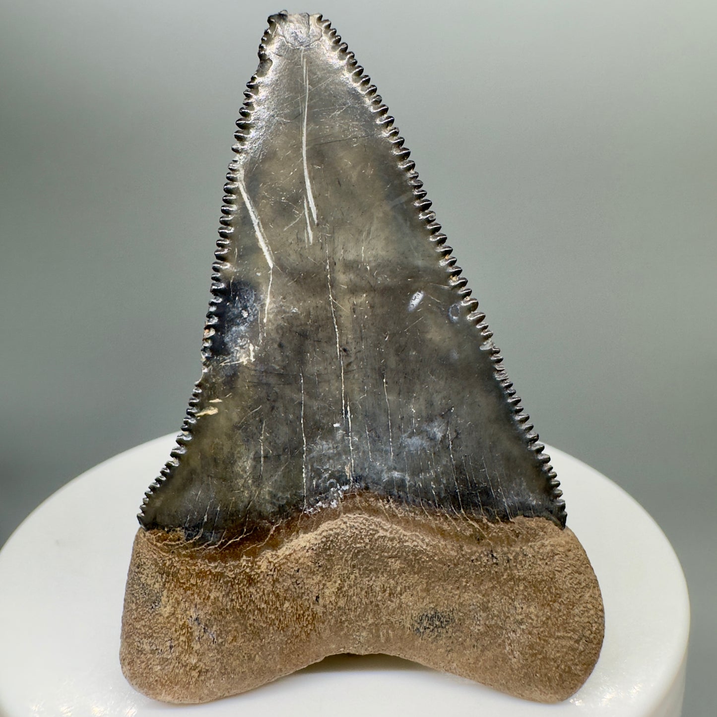 Colorful 2.20" Fossil Great White Tooth from Summerville, South Carolina GW1101 - Back