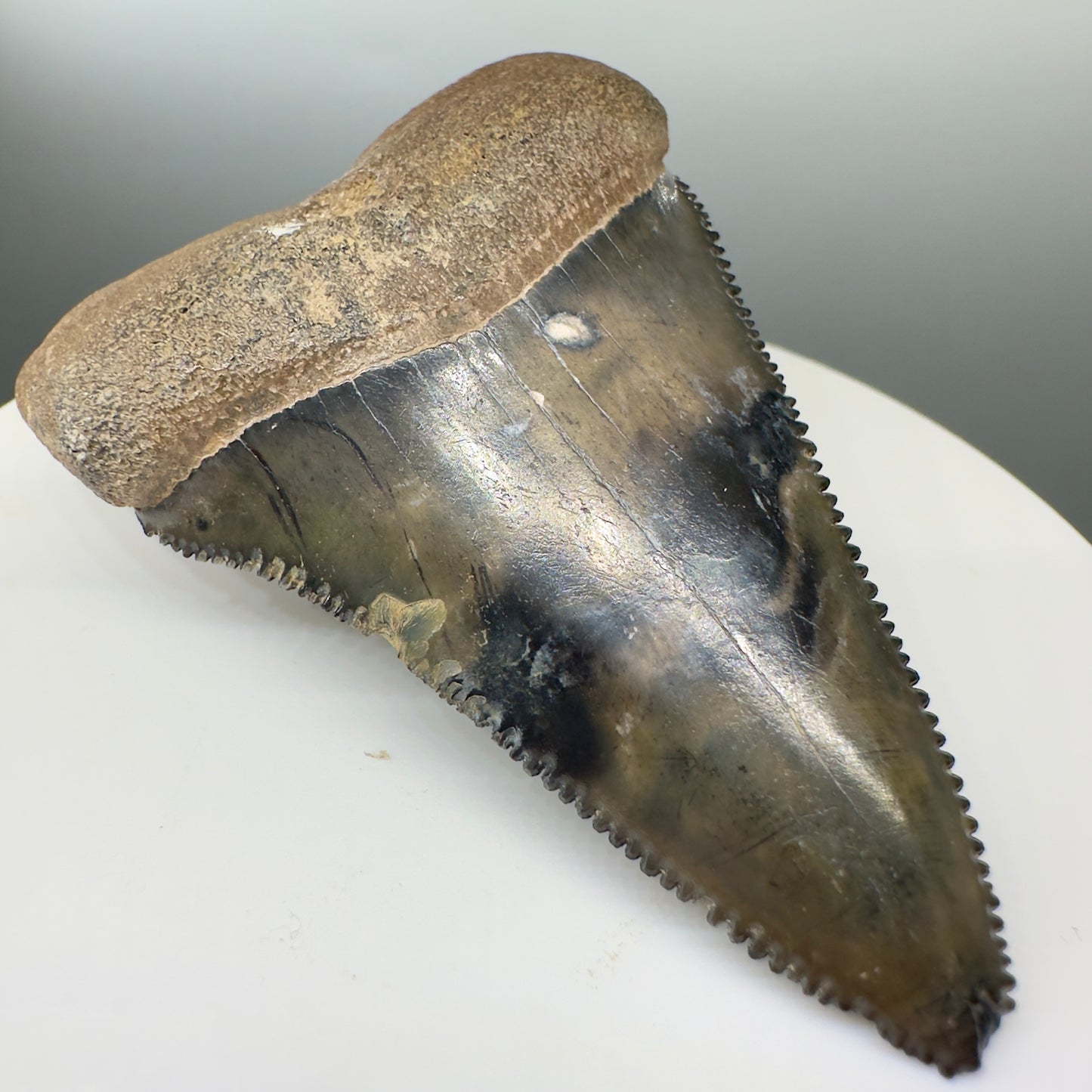 Colorful 2.20" Fossil Great White Tooth from Summerville, South Carolina GW1101 - Front left