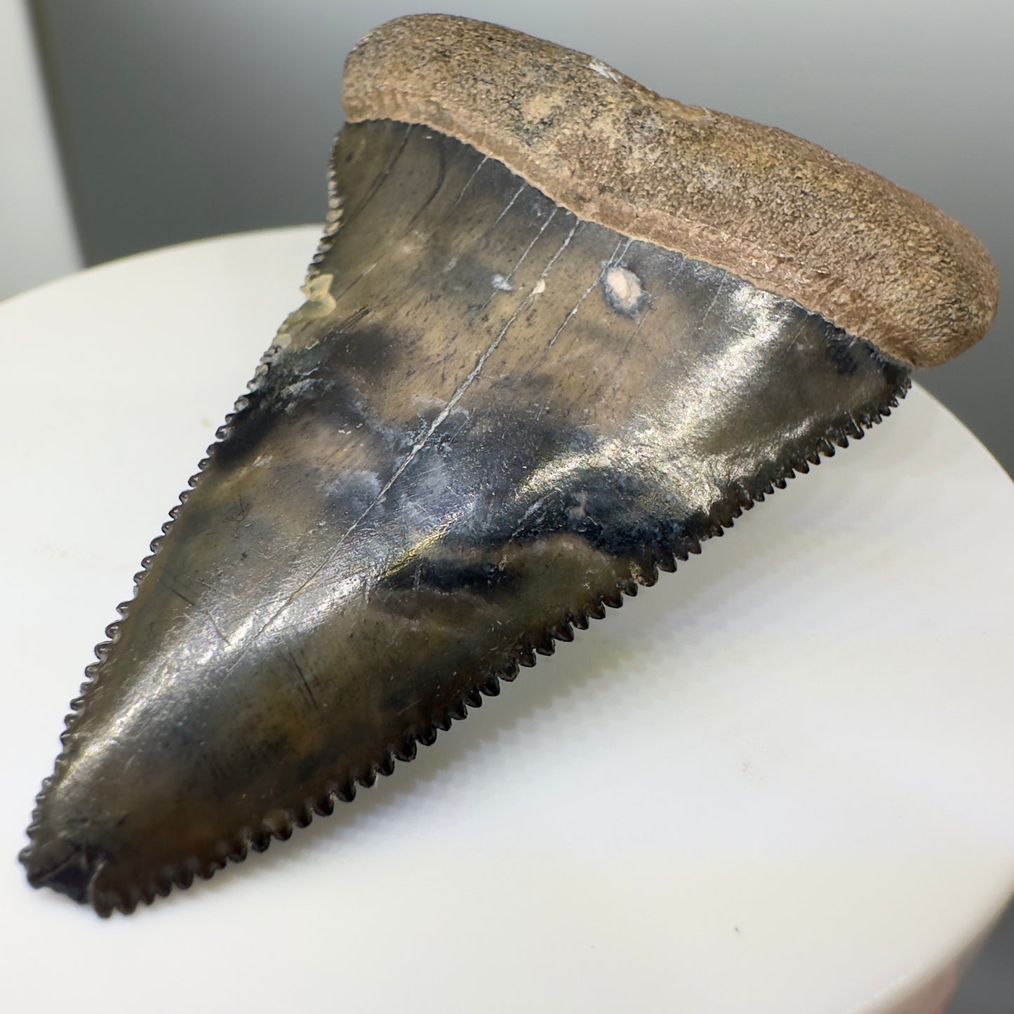 Colorful 2.20" Fossil Great White Tooth from Summerville, South Carolina GW1101 - Front right