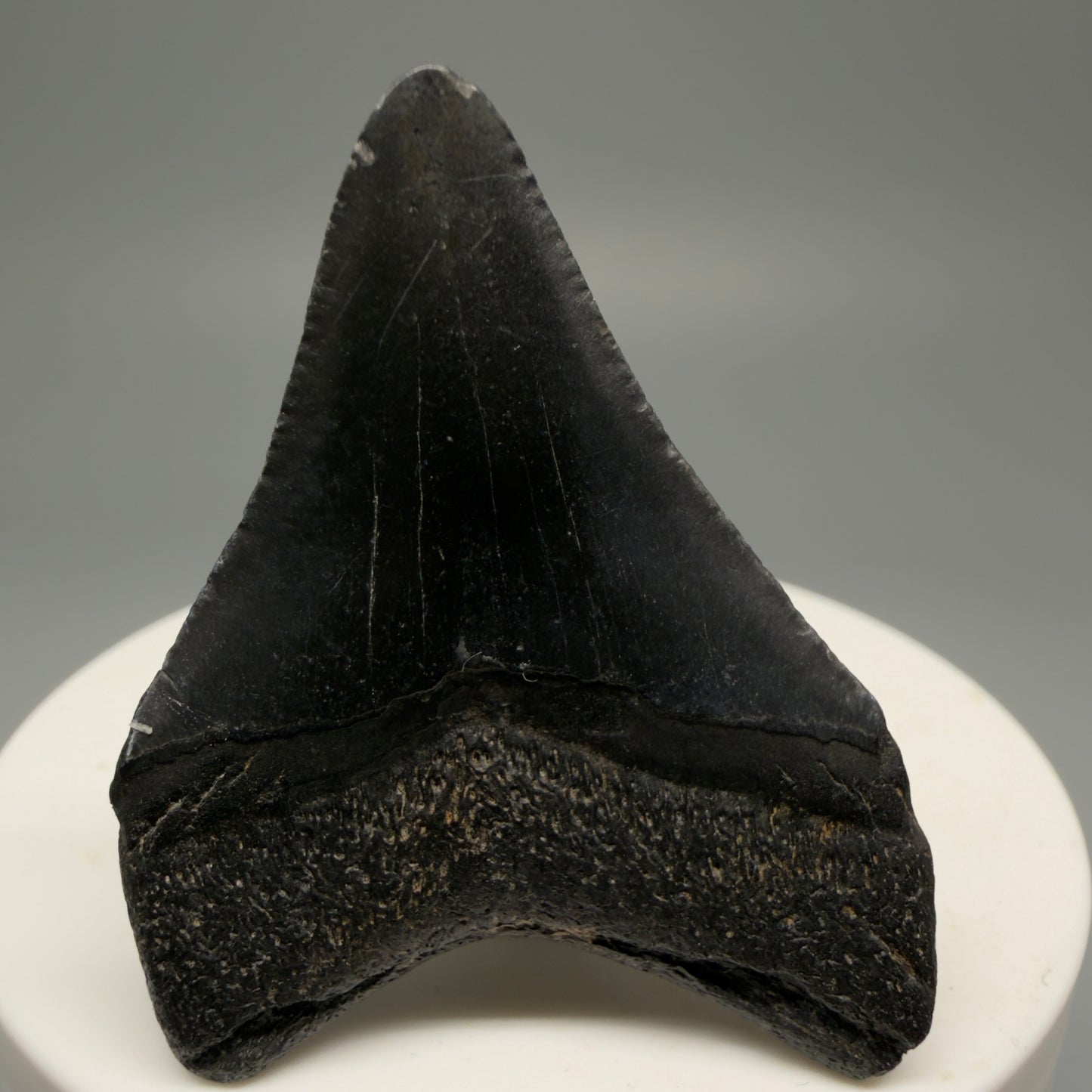 Back View 1.88" Dark Colors Fossil Megalodon Tooth – South Carolina River Find | Authentic Megalodon Tooth CM55554