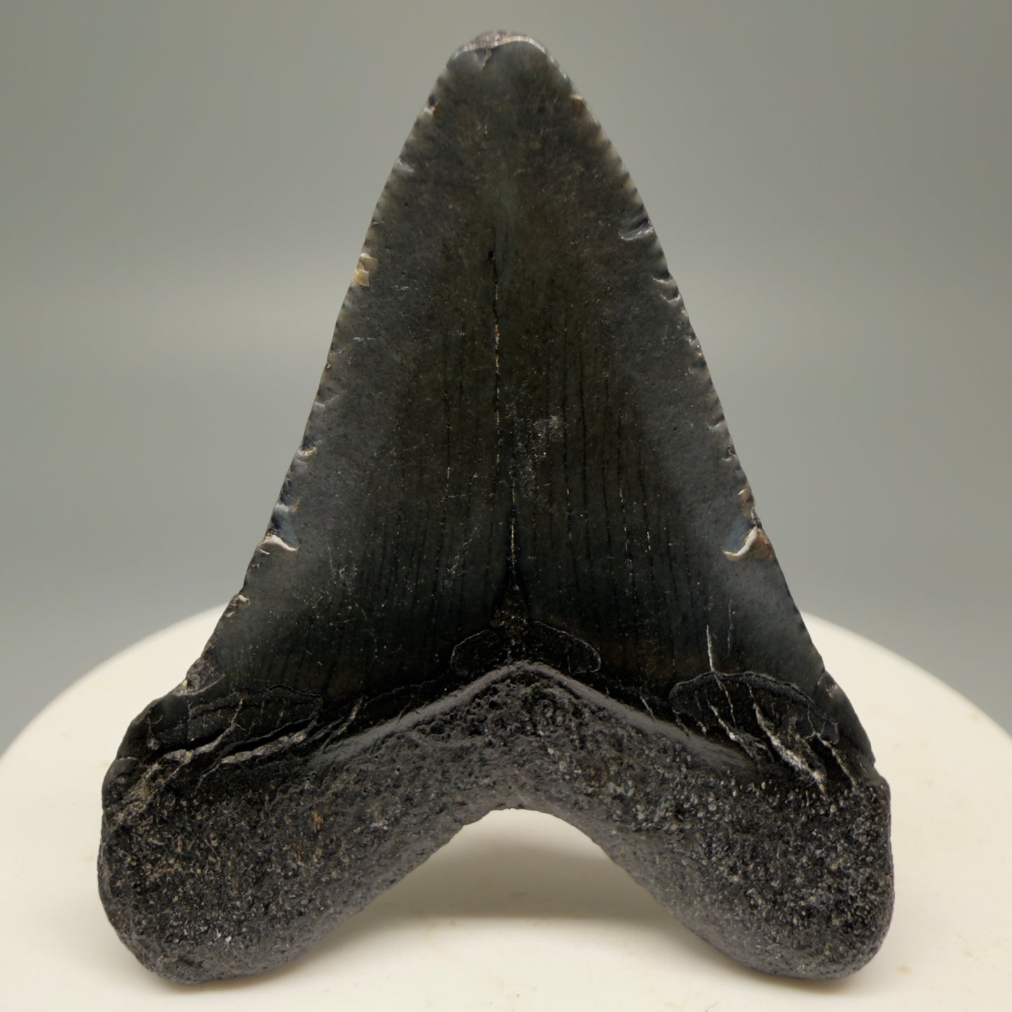 Back View 1.88" Heart Shaped Fossil Megalodon Tooth – South Carolina River Find | Authentic Megalodon Tooth CM5553