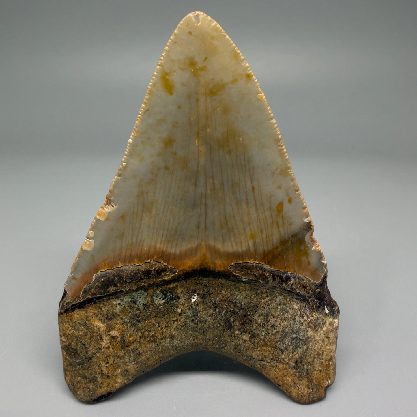 Back View Nice Shape 3.30" Fossil Megalodon Tooth from North Carolina - megalodonteeth.com CM5565