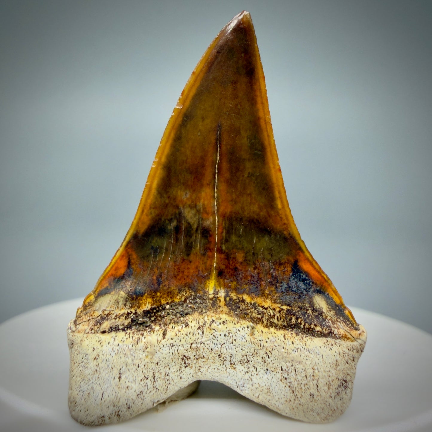 Back View Stunning, high quality 1.53" long Fossil Transitional Great White - Carcharodon hubbelli Tooth from Peru | Fossil for Sale - 2