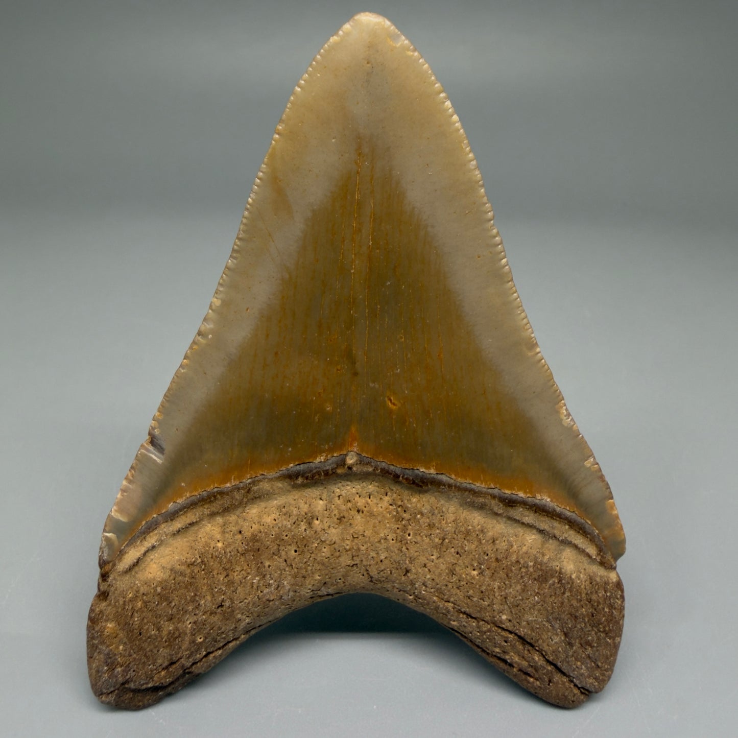 Back View Nice Shape 3.26" Fossil Megalodon Tooth from North Carolina - megalodonteeth.com CM5567