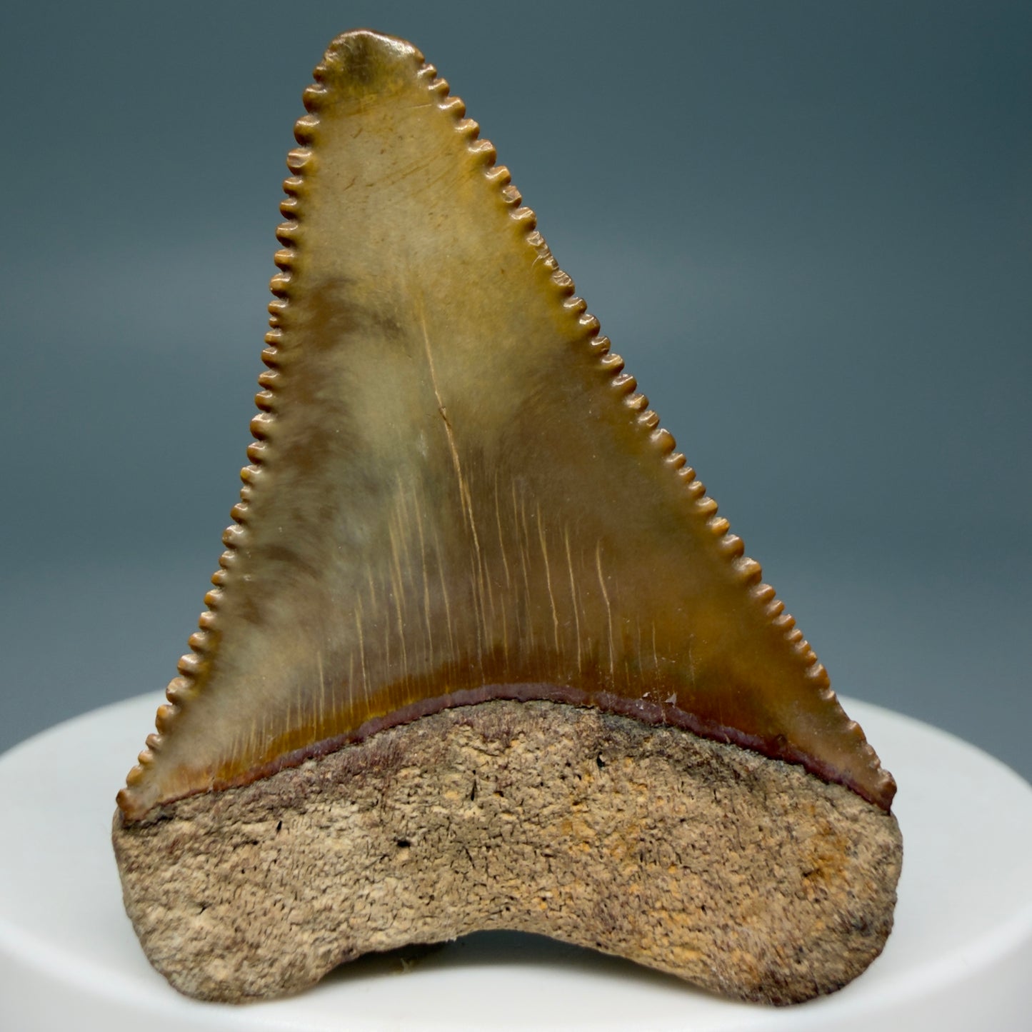 Back View Colorful, serrated 1.67" Fossil Great White Shark Tooth - Cooper River, SC GW1235