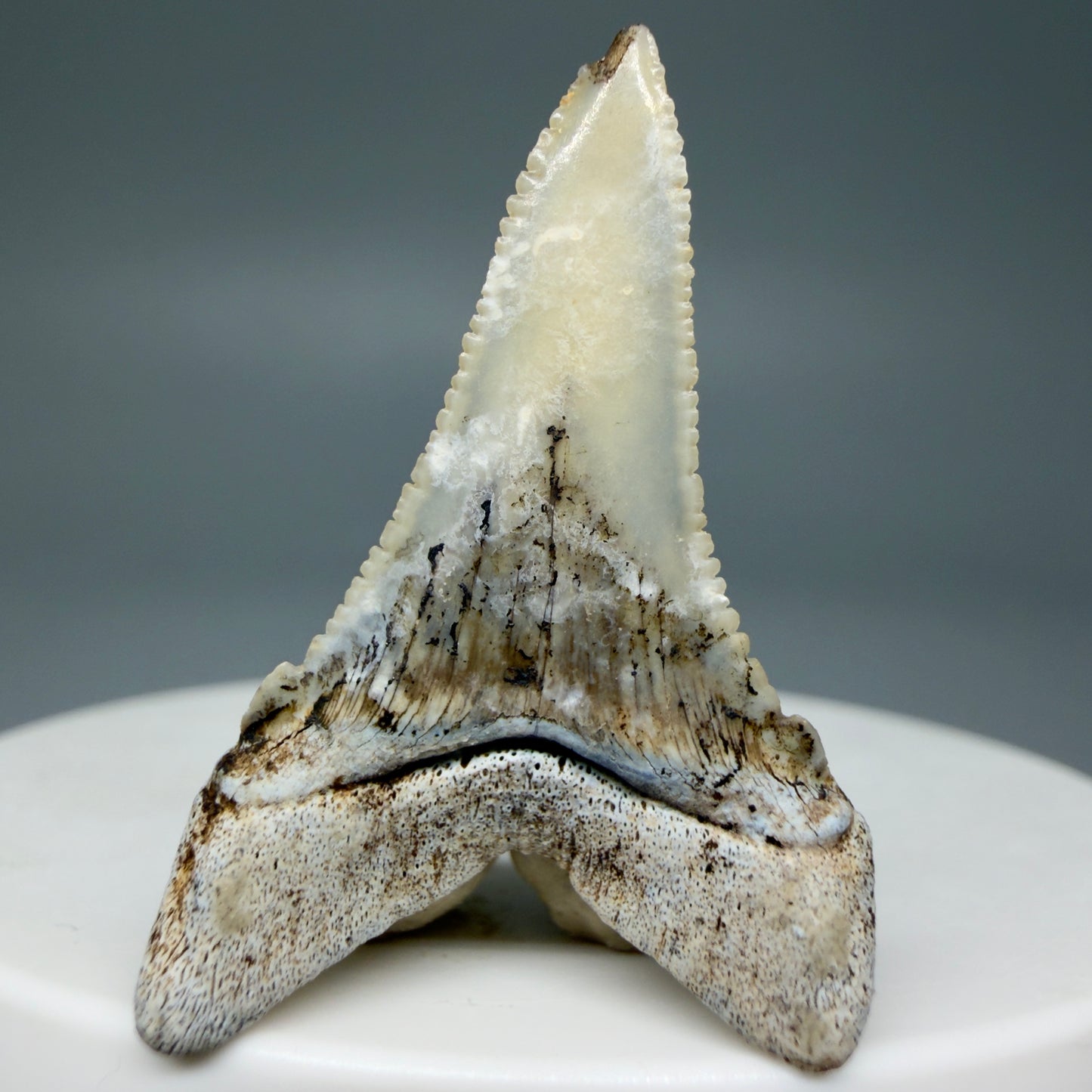Back View detail View Rare Location, cusped - Colorful 1.37" Fossil Transitional Great White Shark Tooth from Oceanside, California GW1295