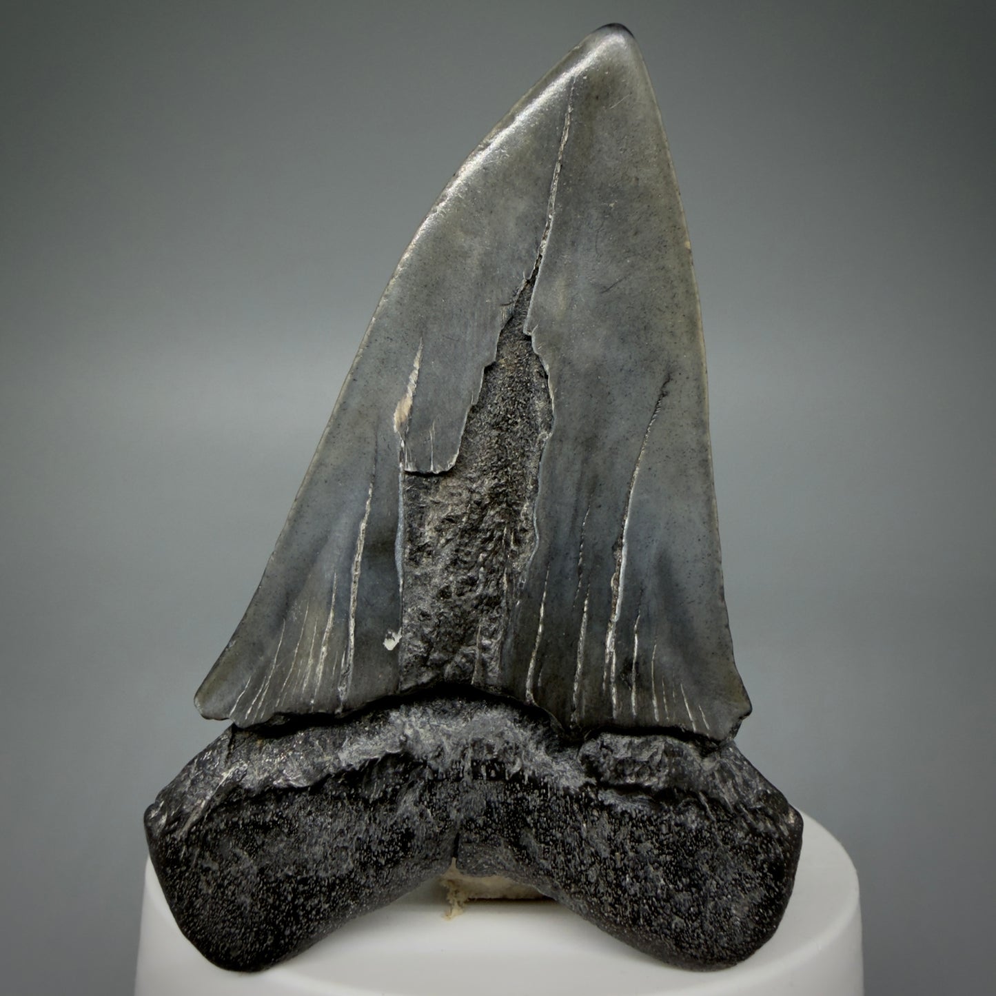 Back View HUGE, XL 3.03" Fossil Extinct Mako - Isurus hastalis Tooth from South Carolina M610