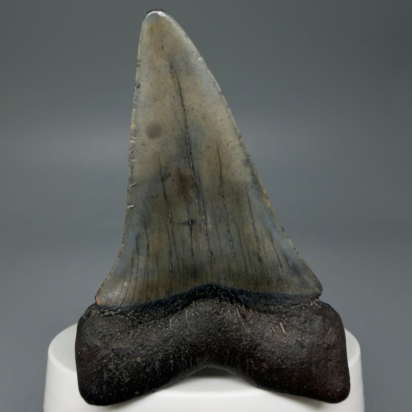 Back View Colorful 2.74" Fossil Extinct Mako - Isurus hastalis Shark Tooth from South Carolina M609