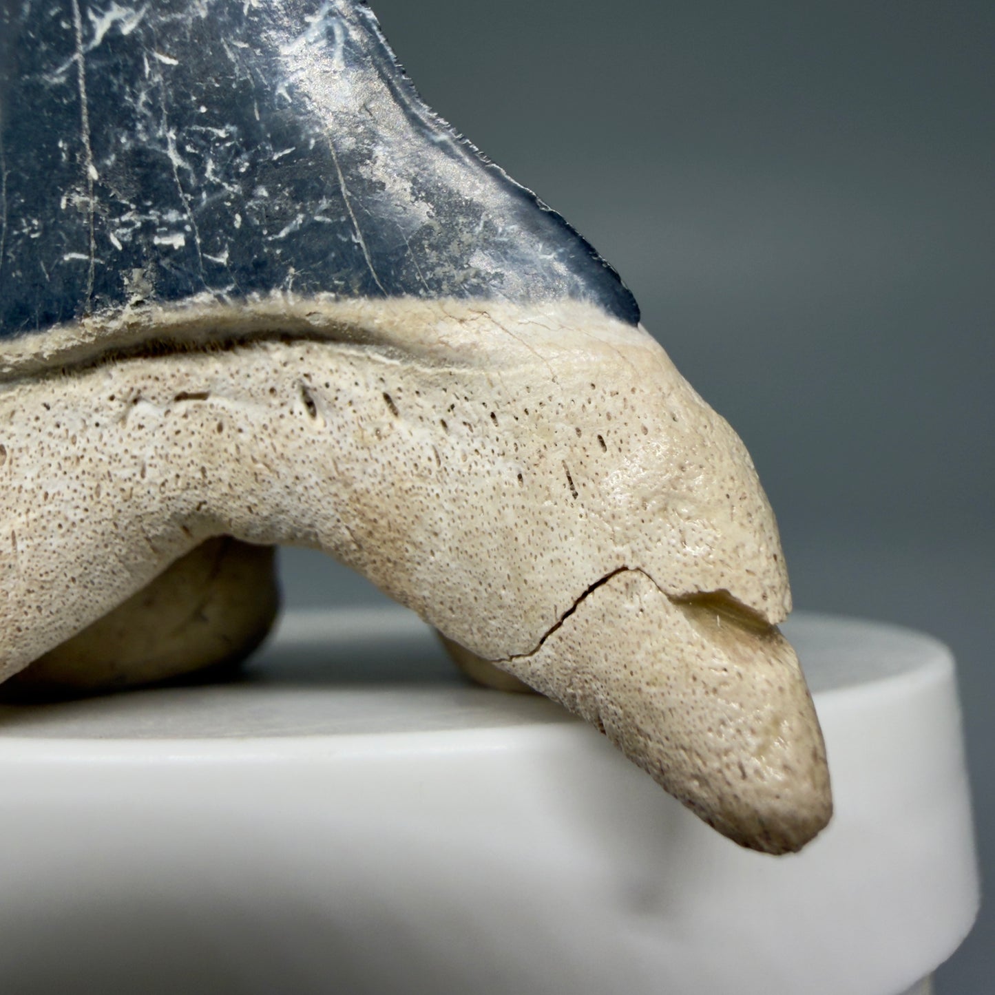 Detail of glue repair Lower 2.30" Fossil Extinct Mako - Isurus hastalis Shark Tooth from Bone Valley, FL