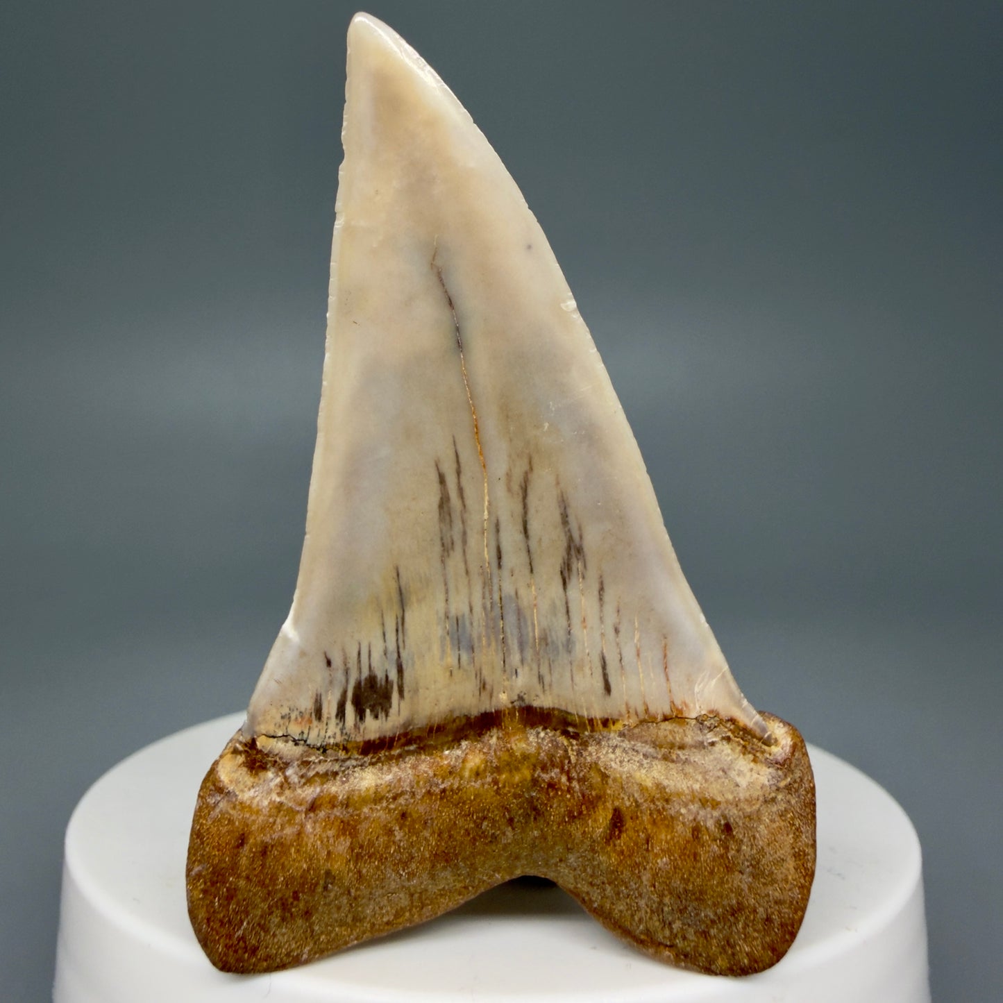 Back View 2.33" Fossil Extinct Mako - Isurus hastalis Shark Tooth - Bakersfield, CA - Large, colorful M606