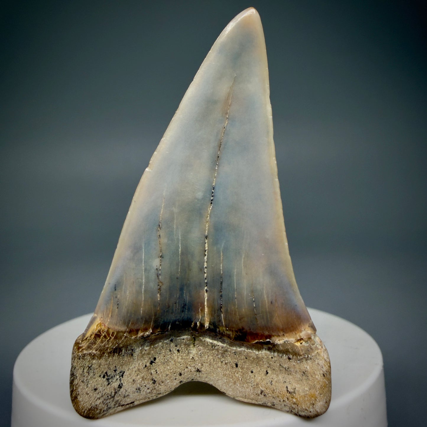 Back View 2.31" Fossil Extinct Mako - Isurus hastalis Shark Tooth - Bakersfield, CA - Large, colorful M605