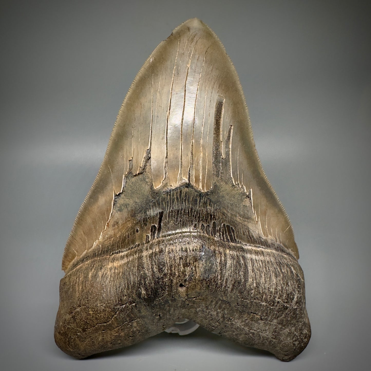 Massive 6.78" Fossil Monster Megalodon Tooth: A Stunning Specimen Close to Maximum Size of 7"