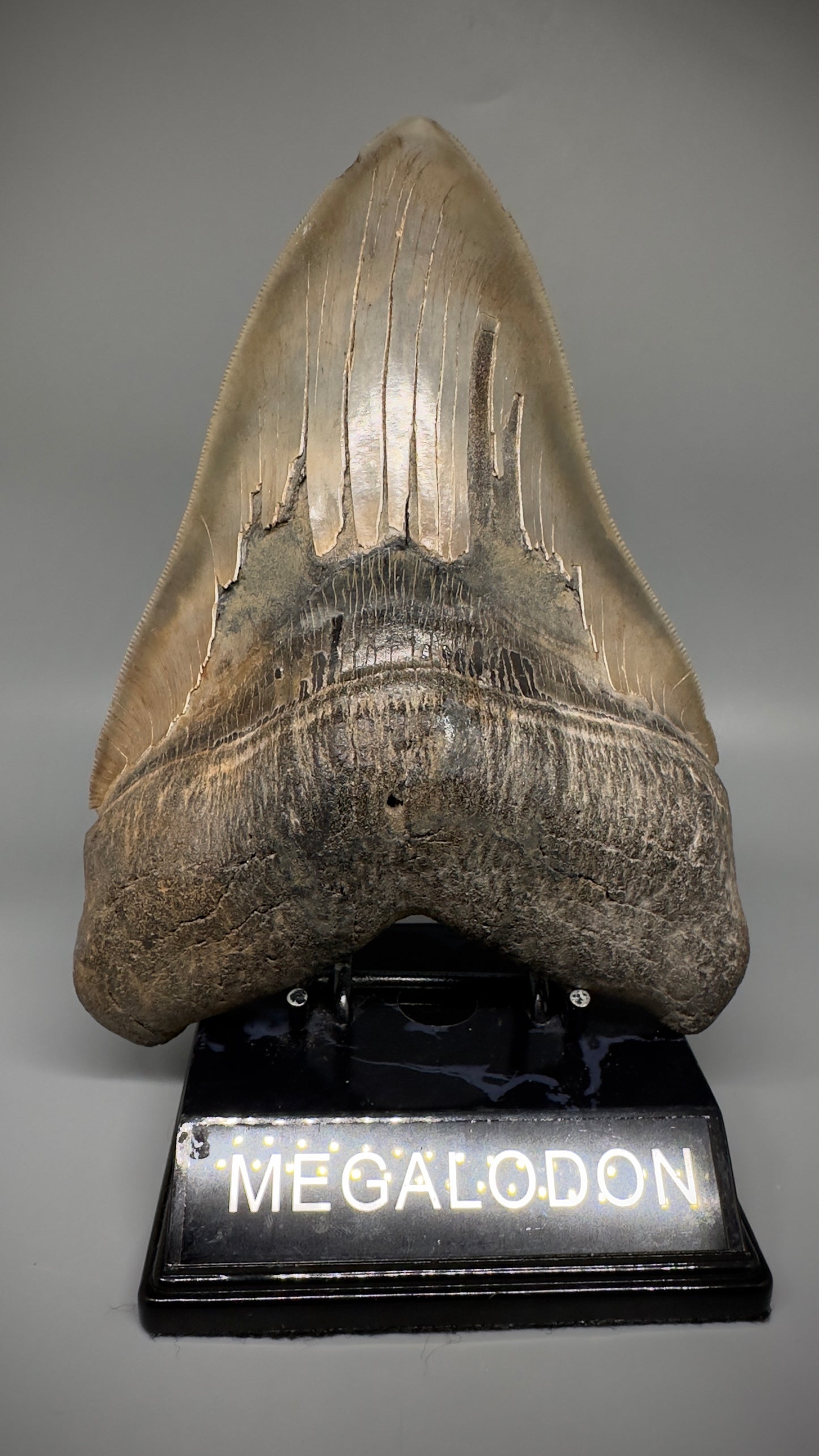 Massive 6.78" Fossil Monster Megalodon Tooth: A Stunning Specimen Close to Maximum Size of 7"