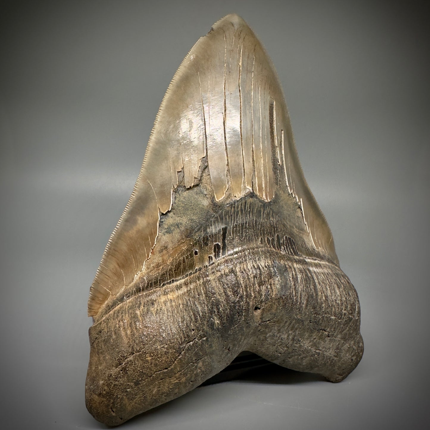 Massive 6.78" Fossil Monster Megalodon Tooth: A Stunning Specimen Close to Maximum Size of 7"