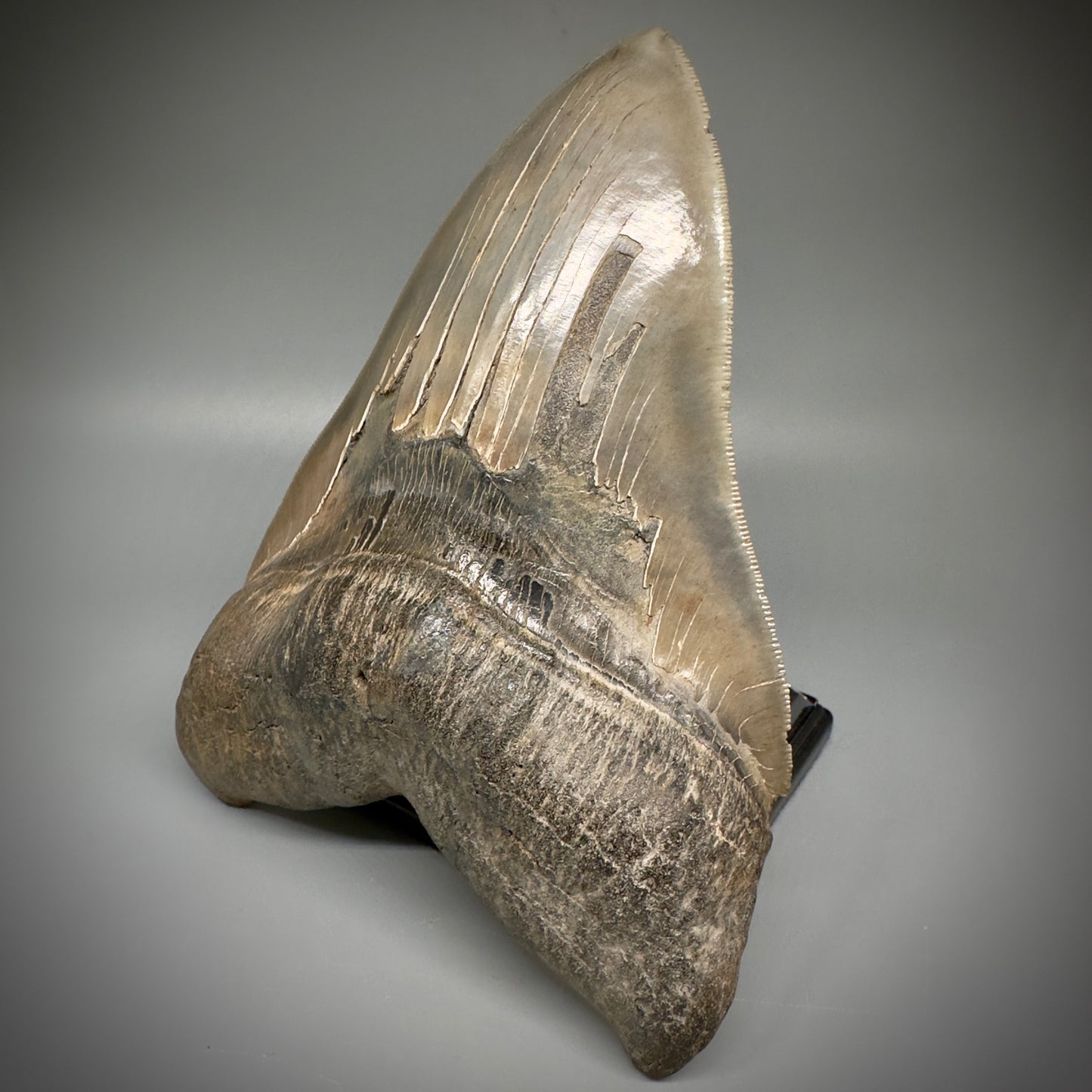 Massive 6.78" Fossil Monster Megalodon Tooth: A Stunning Specimen Close to Maximum Size of 7"