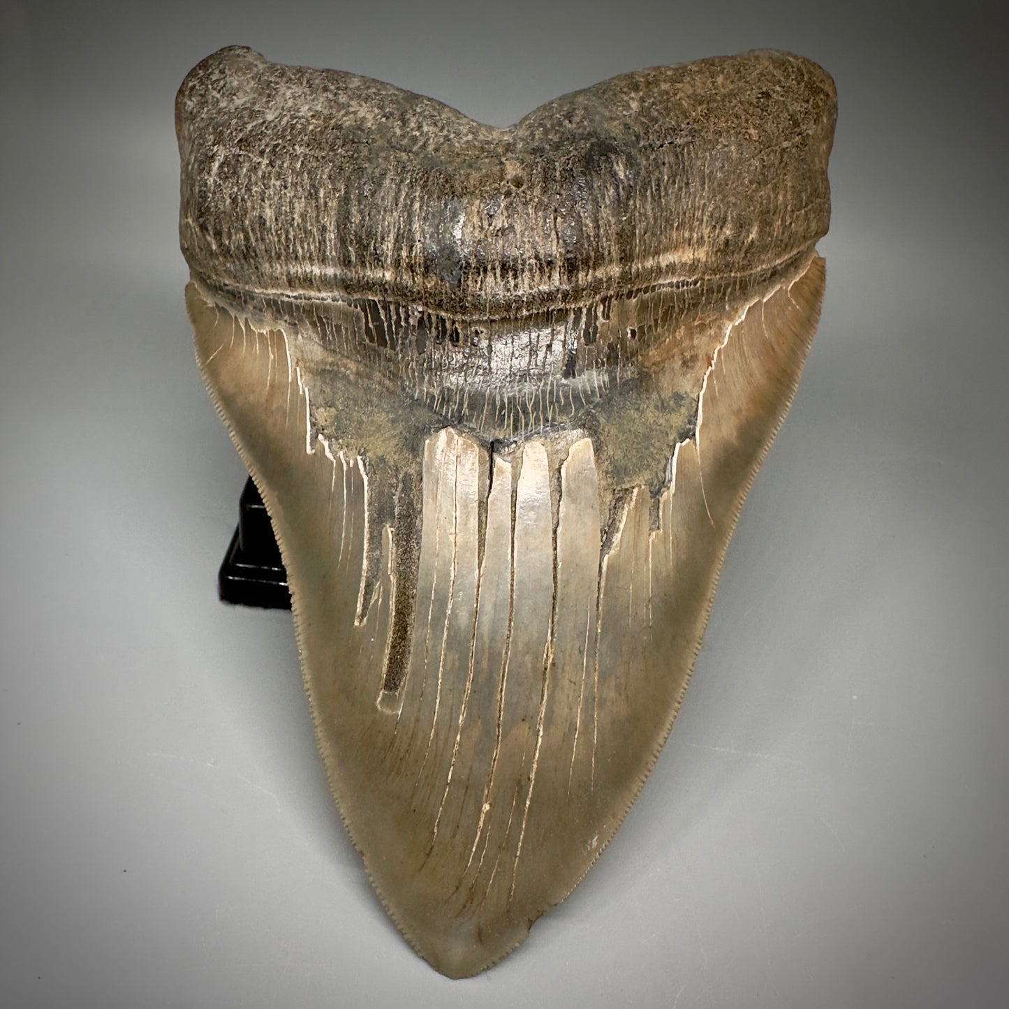 Massive 6.78" Fossil Monster Megalodon Tooth: A Stunning Specimen Close to Maximum Size of 7"