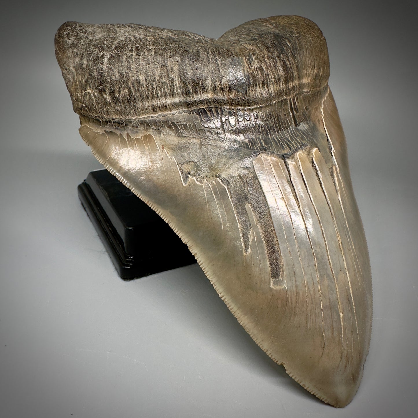 Massive 6.78" Fossil Monster Megalodon Tooth: A Stunning Specimen Close to Maximum Size of 7"