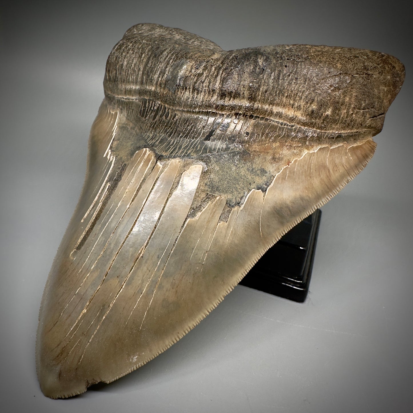 Massive 6.78" Fossil Monster Megalodon Tooth: A Stunning Specimen Close to Maximum Size of 7"