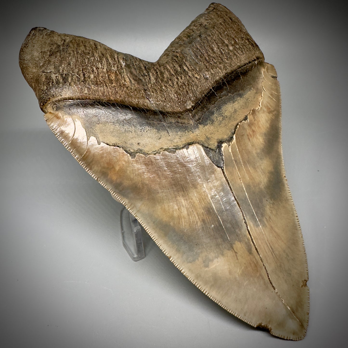 Massive 6.78" Fossil Monster Megalodon Tooth: A Stunning Specimen Close to Maximum Size of 7"