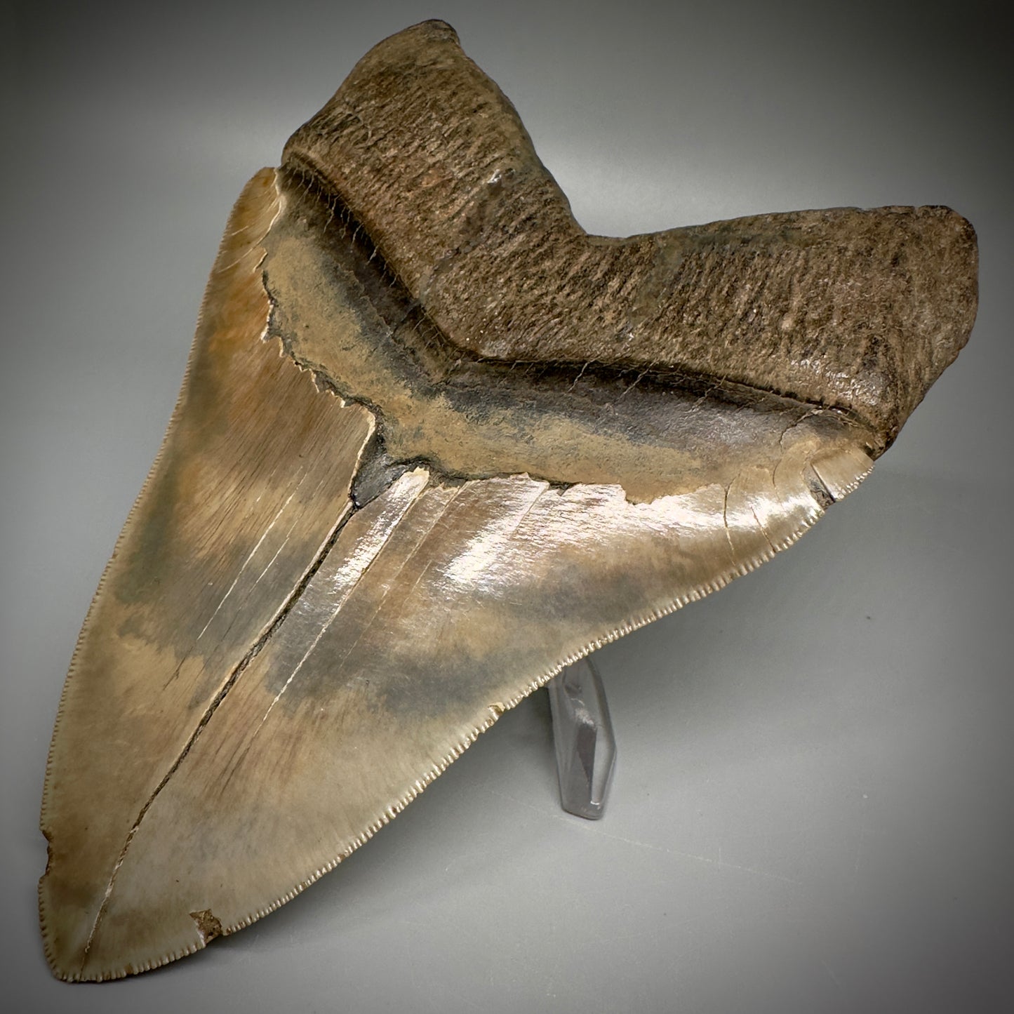 Massive 6.78" Fossil Monster Megalodon Tooth: A Stunning Specimen Close to Maximum Size of 7"