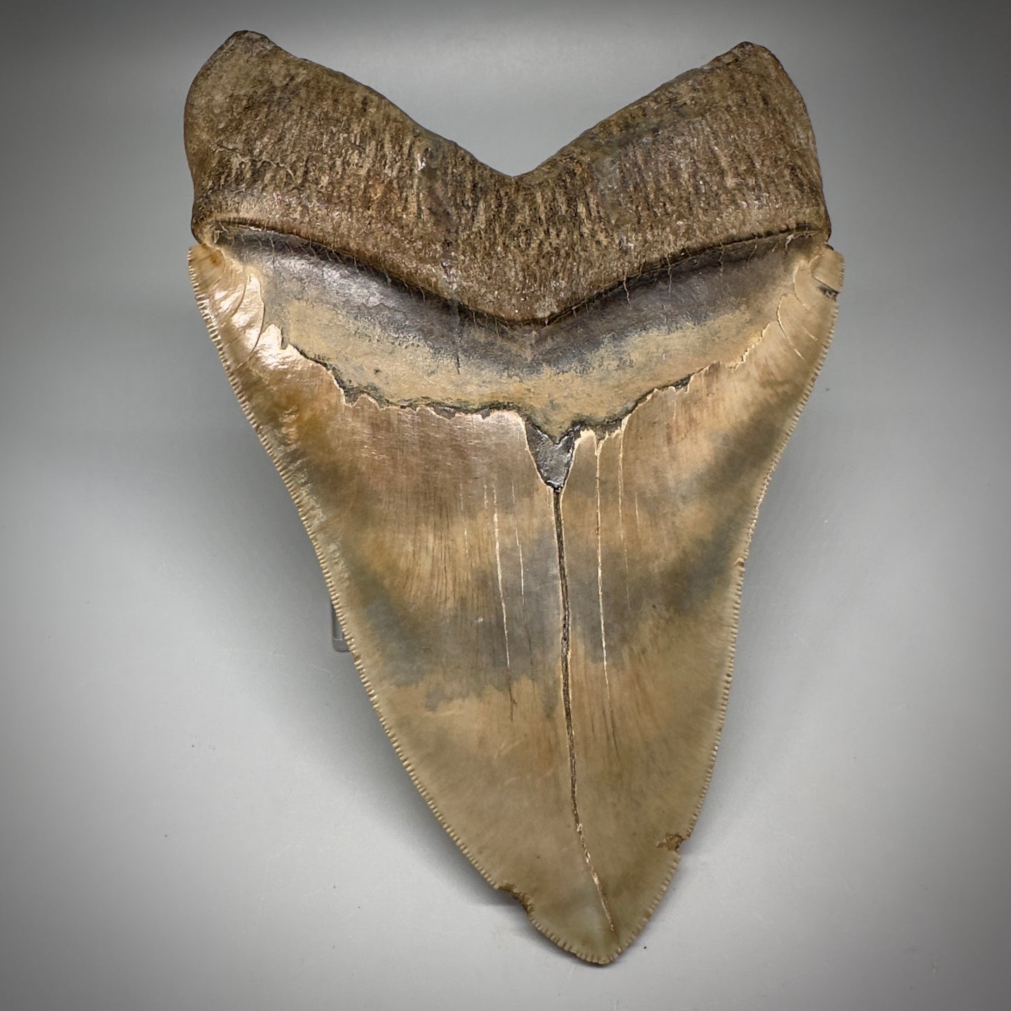 Massive 6.78" Fossil Monster Megalodon Tooth: A Stunning Specimen Close to Maximum Size of 7"