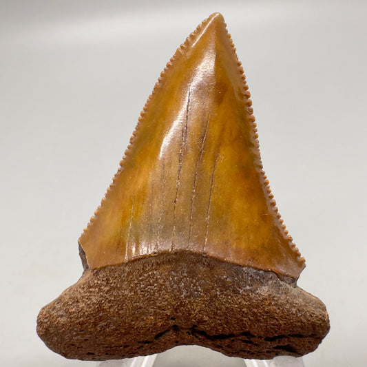 2.25 inches Red/Brown serrated Great White Shark Tooth from South Carolina GW1045 - Front