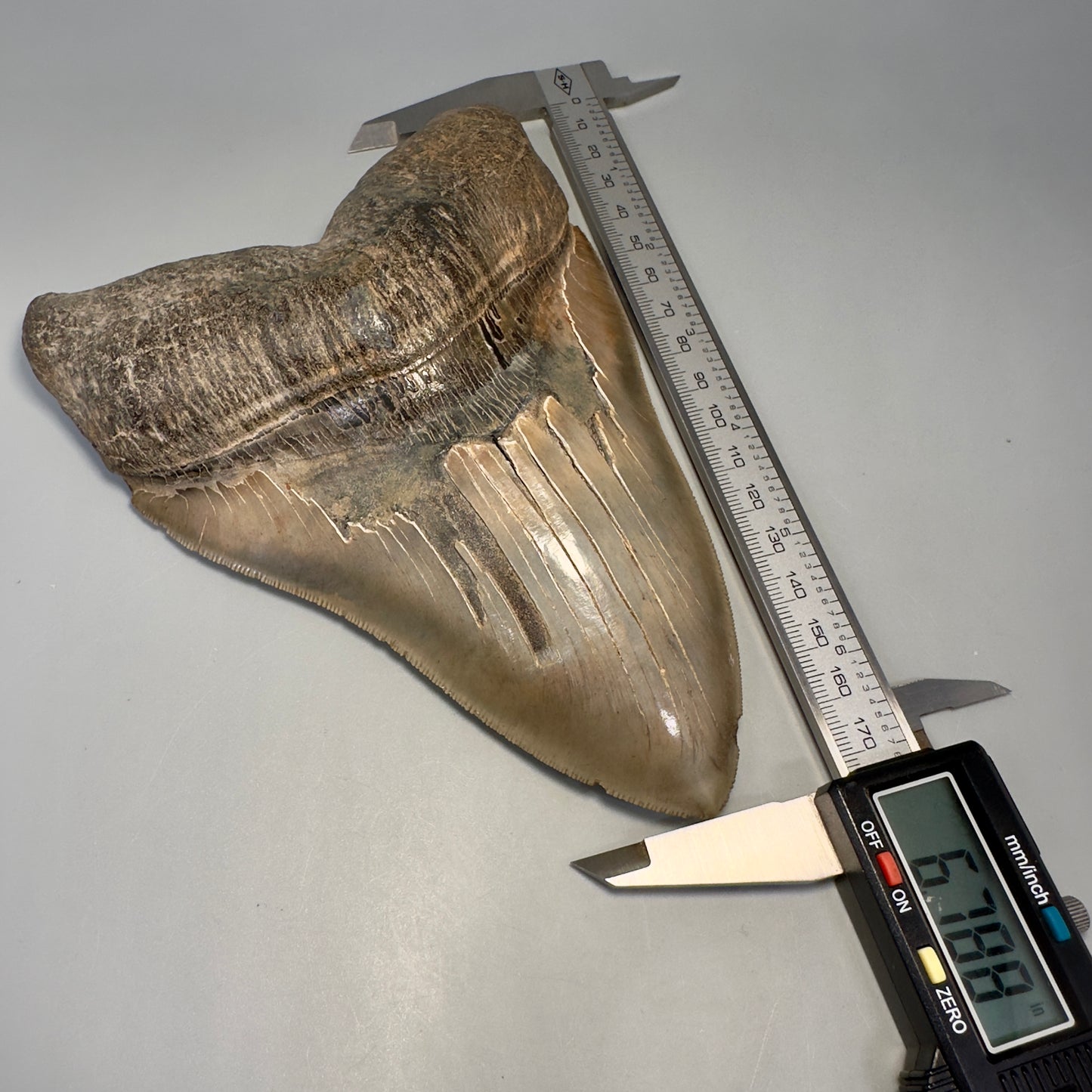 Massive 6.78" Fossil Monster Megalodon Tooth: A Stunning Specimen Close to Maximum Size of 7"