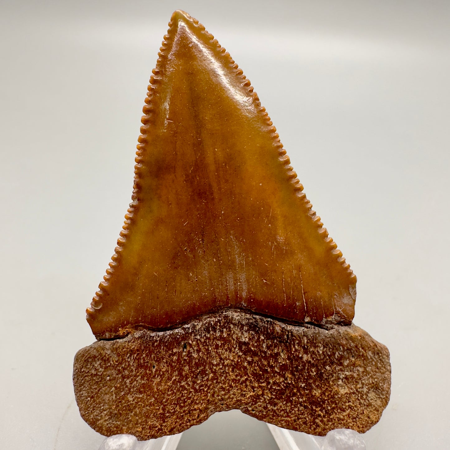 2.25 inches Red/Brown serrated Great White Shark Tooth from South Carolina GW1045 - Back