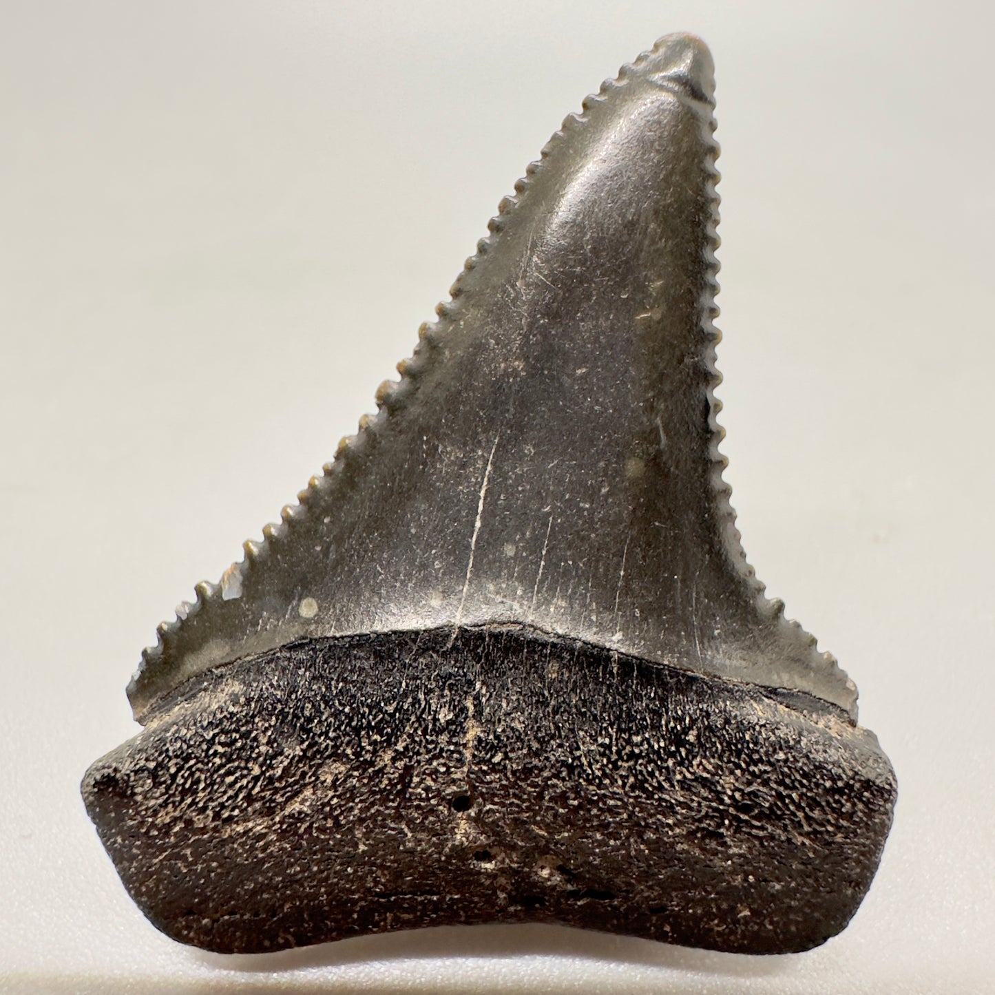 1.58 inches dark colors serrated Great White Shark Tooth from South Carolina GW1043 - Front
