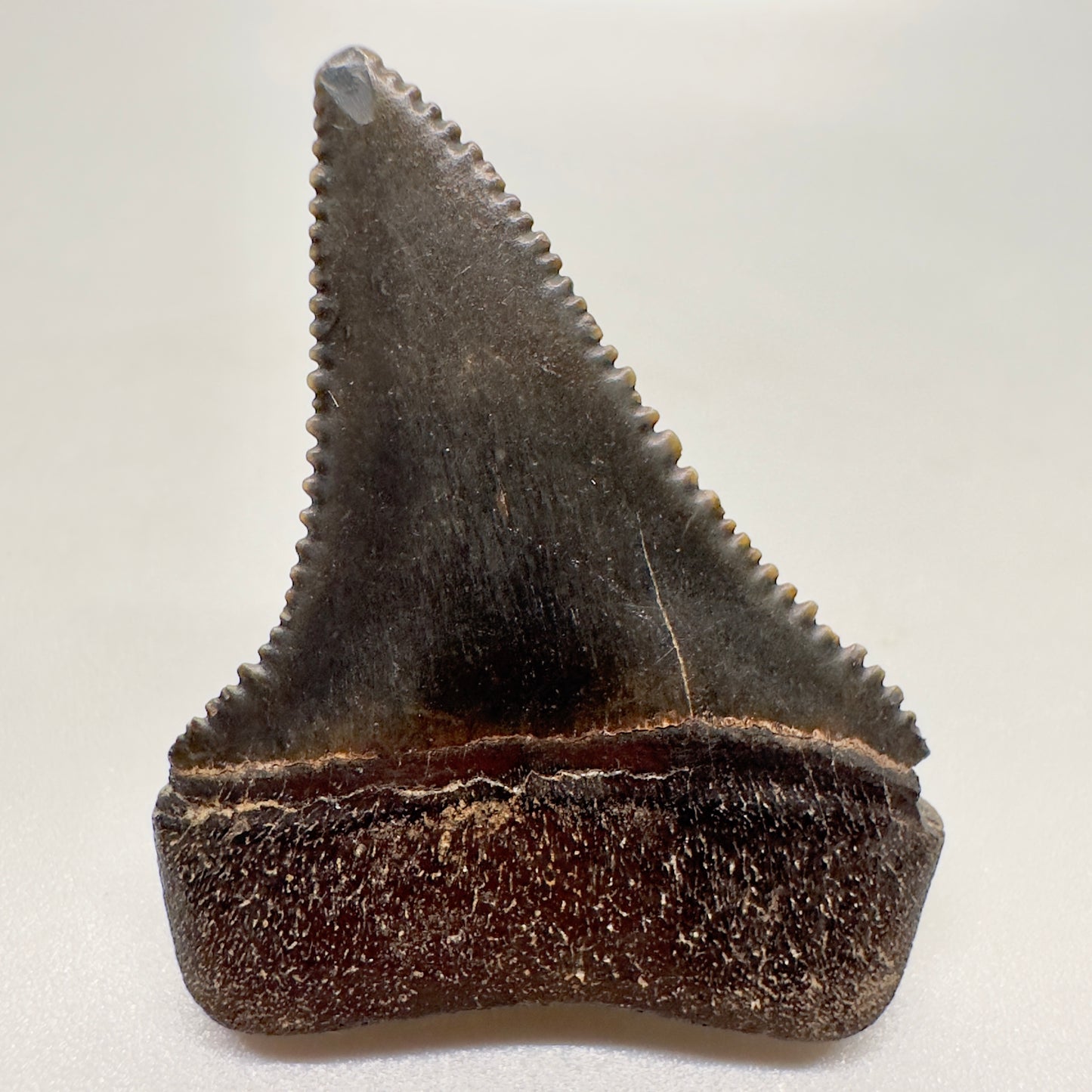 1.58 inches dark colors serrated Great White Shark Tooth from South Carolina GW1043 - Back