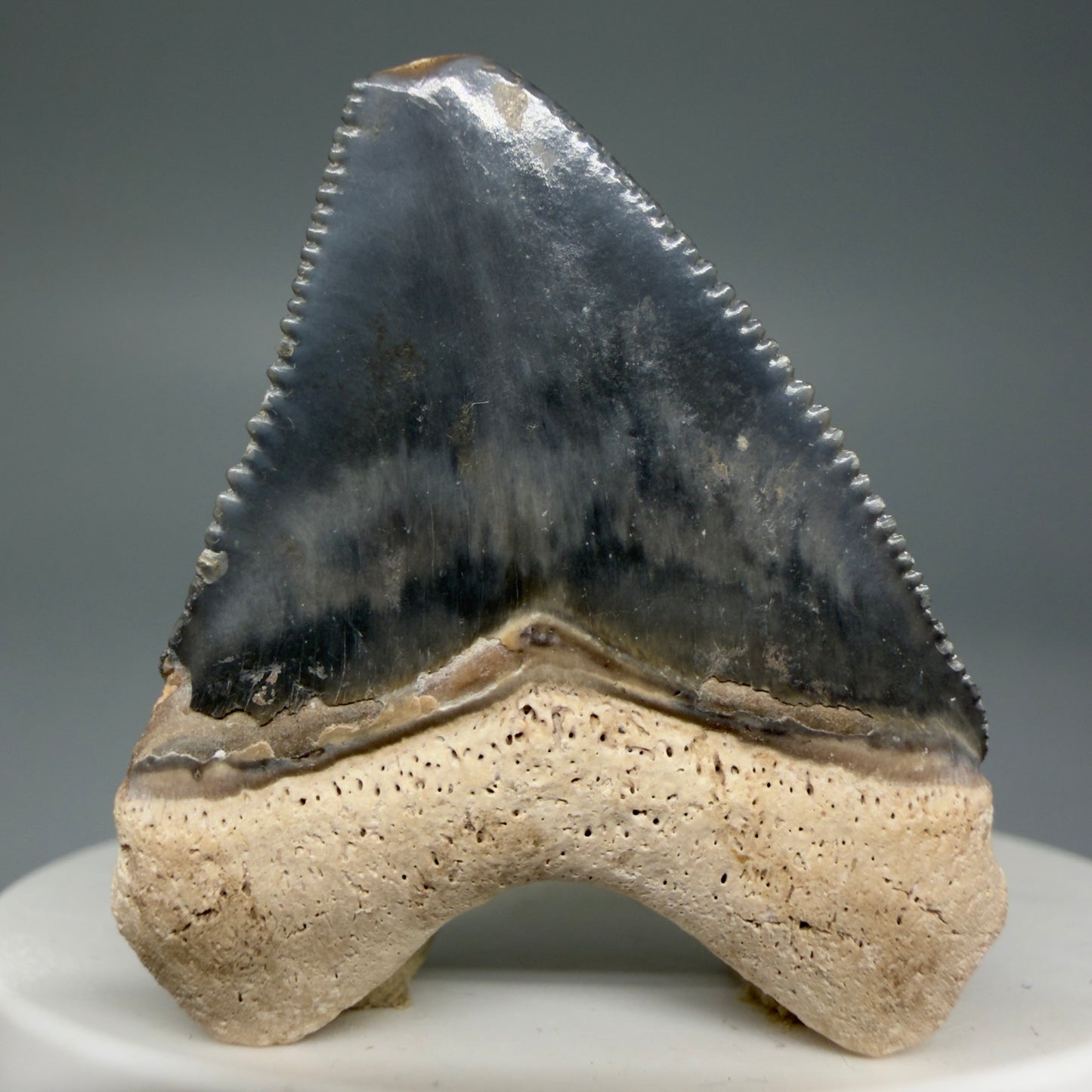 Back View Heart-shaped, baby 1.61" Fossil Megalodon Shark Tooth - Bone Valley, Florida CM6009