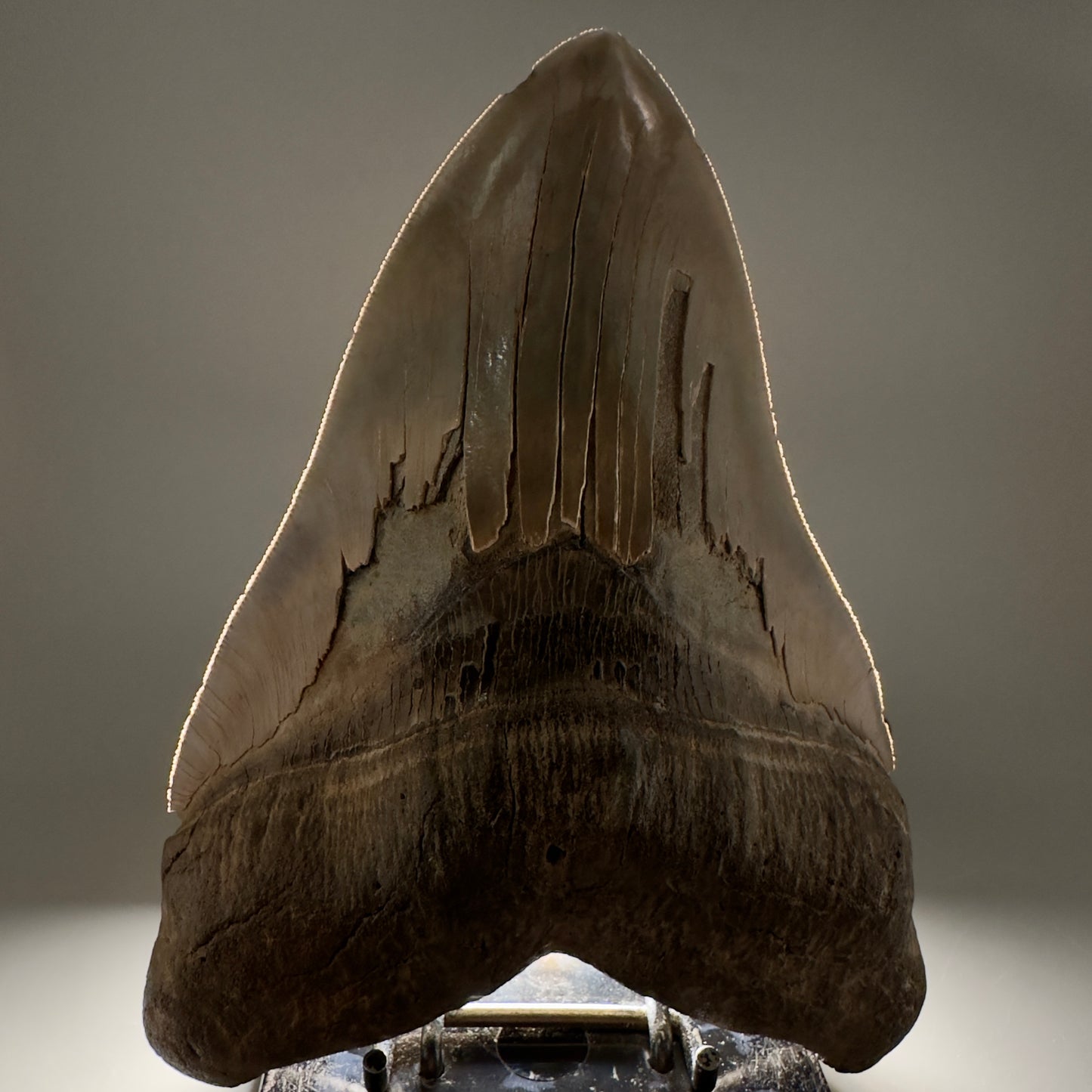 Massive 6.78" Fossil Monster Megalodon Tooth: A Stunning Specimen Close to Maximum Size of 7"