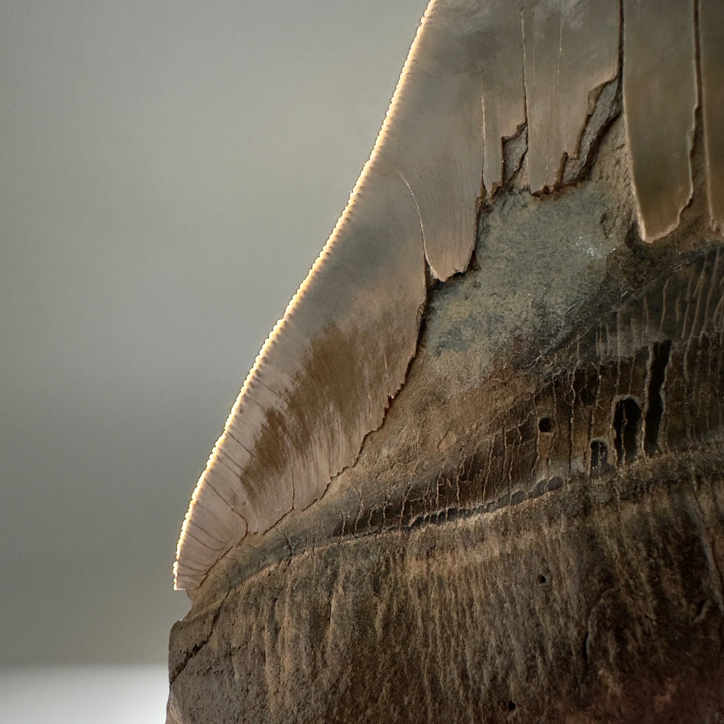 Massive 6.78" Fossil Monster Megalodon Tooth: A Stunning Specimen Close to Maximum Size of 7"