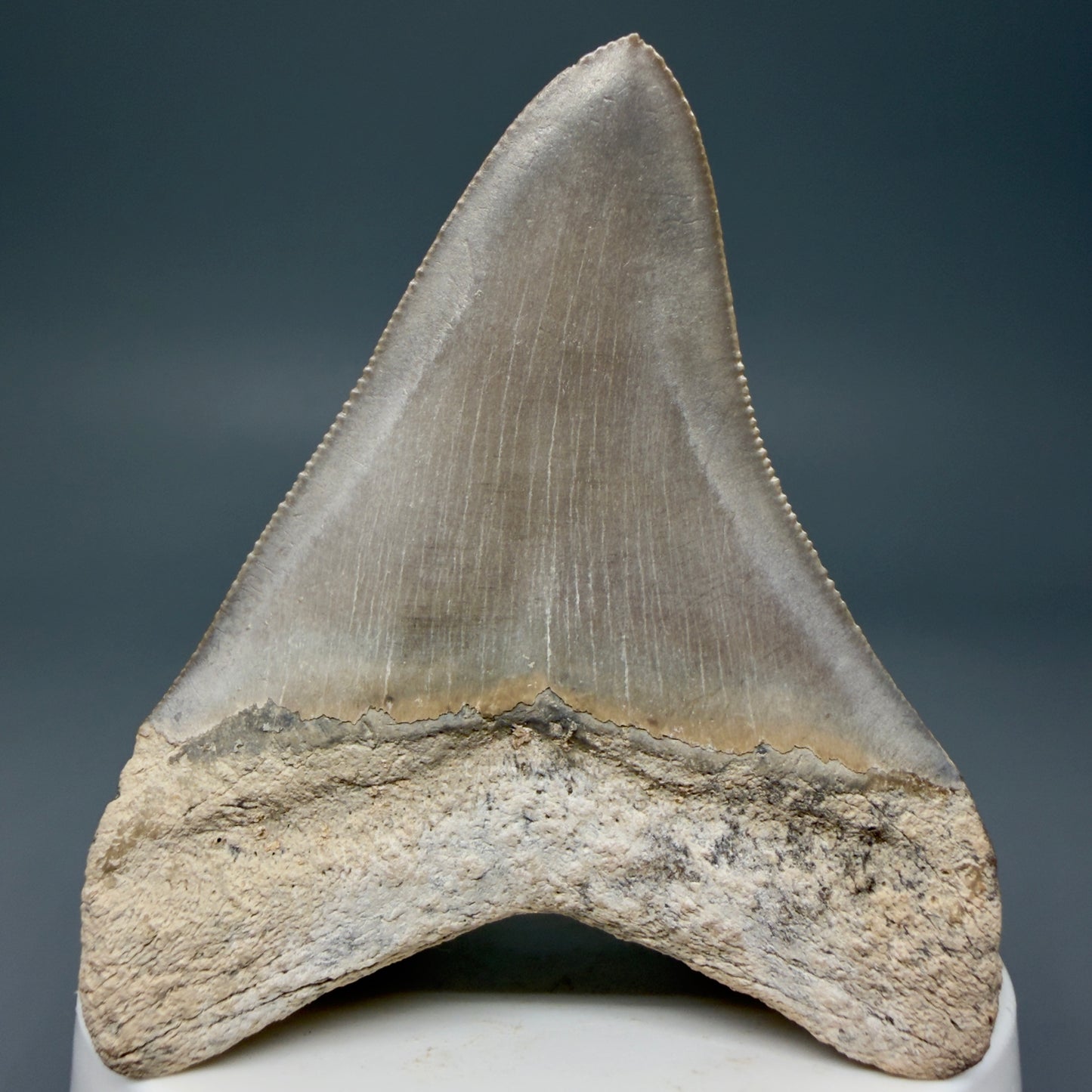 Back View Colorful, sharply serrated 2.68" Fossil Megalodon Shark Tooth - Bone Valley, Florida CM6014