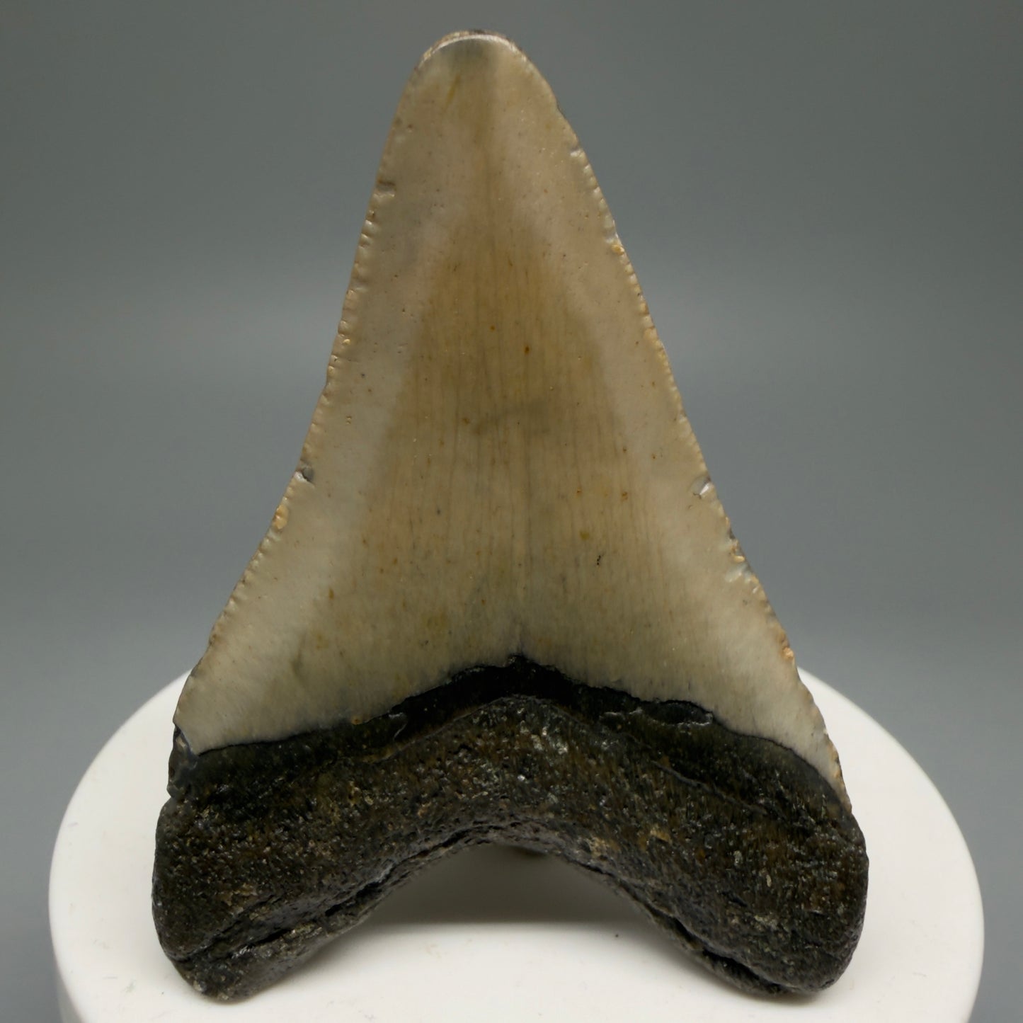 Back View 2.45" Fossil Megalodon Tooth - Authentic Carcharocles megalodon Fossil from North Carolina CM5597