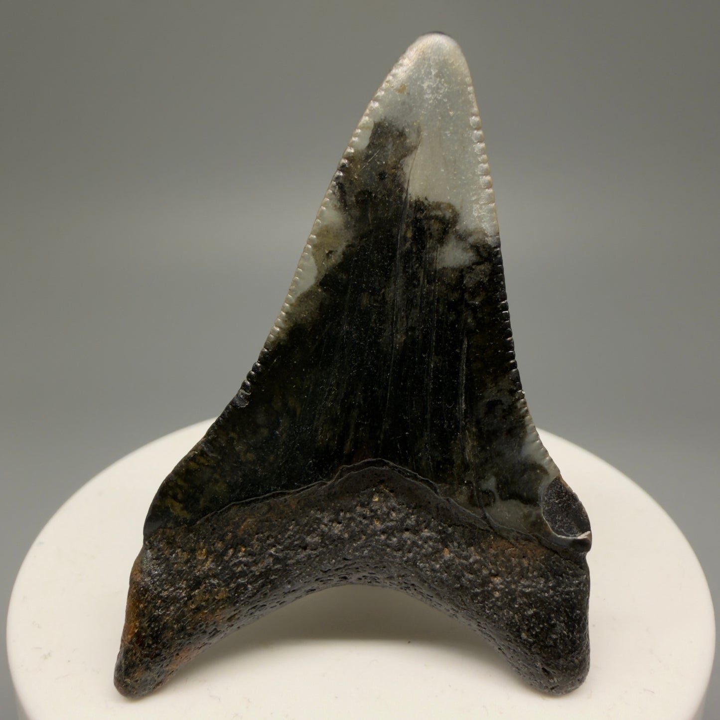 Back View 2.29" Fossil Megalodon Tooth - Authentic Carcharocles megalodon Fossil from North Carolina CM5595
