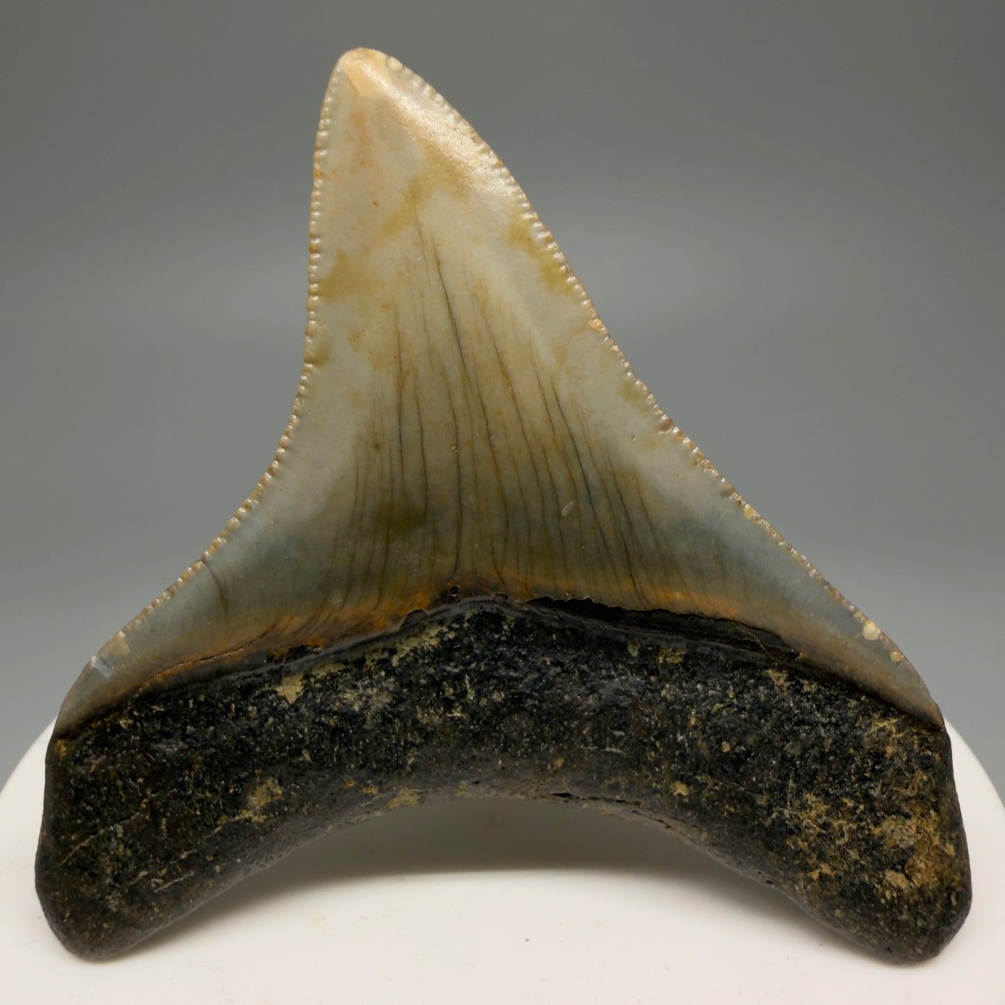 Back View Lateral 2.37" Fossil Megalodon Tooth - Authentic Carcharocles megalodon Fossil from North Carolina CM5596