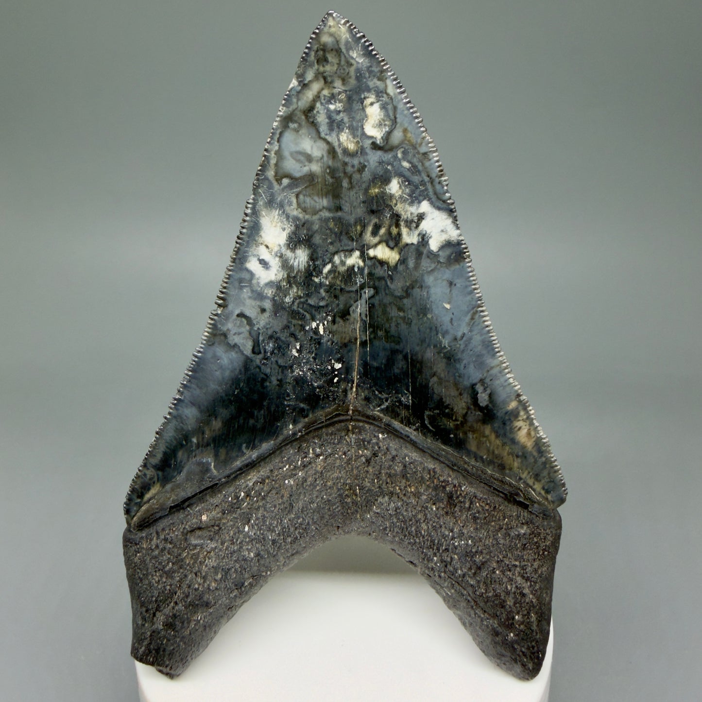 Back View Collector's Quality 4.08" Fossil Megalodon Shark Tooth - Venice, Florida CM6015
