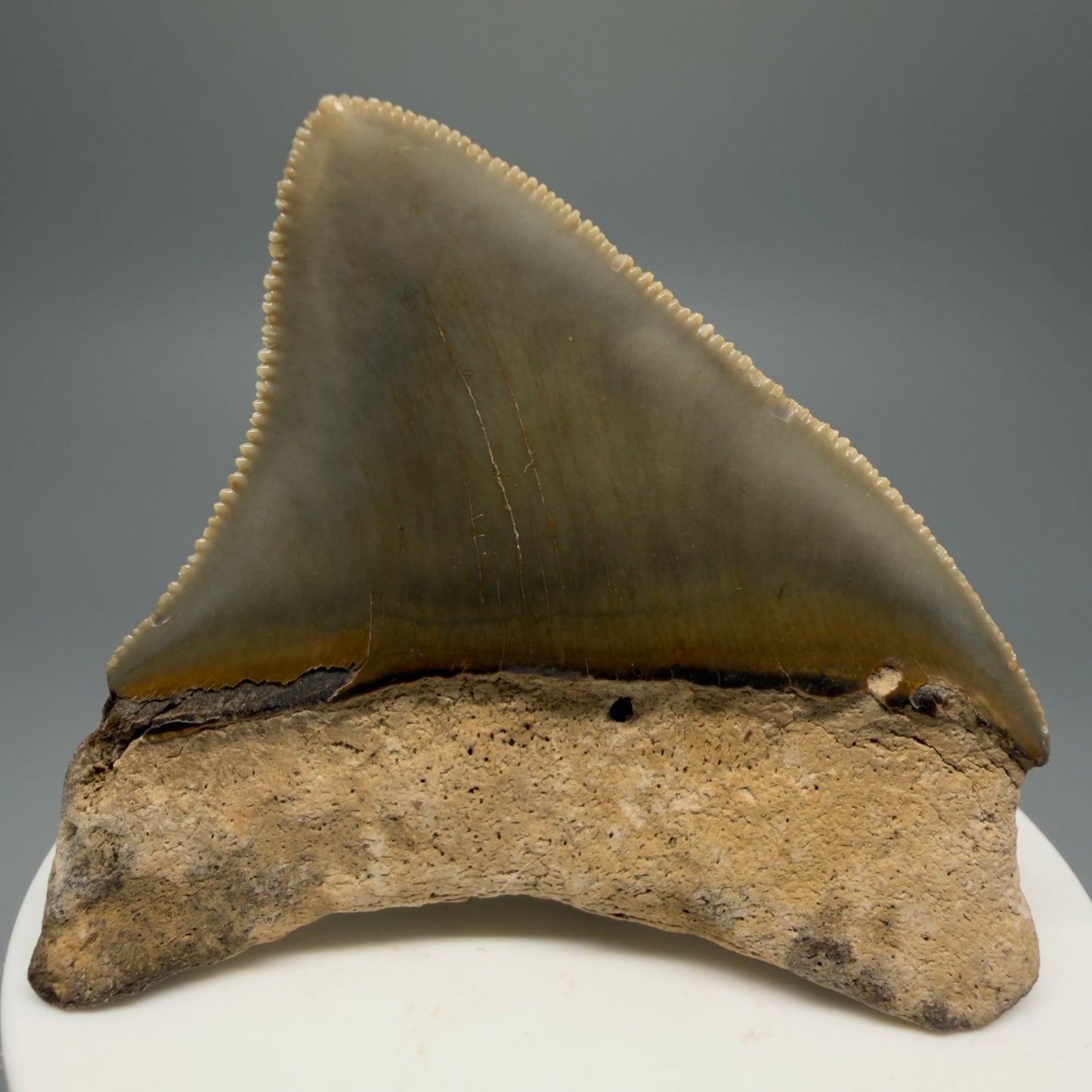 Back View Collector's Quality Posterior 2.34" Fossil Megalodon Tooth - Authentic Carcharocles megalodon Fossil from North Carolina CM5608