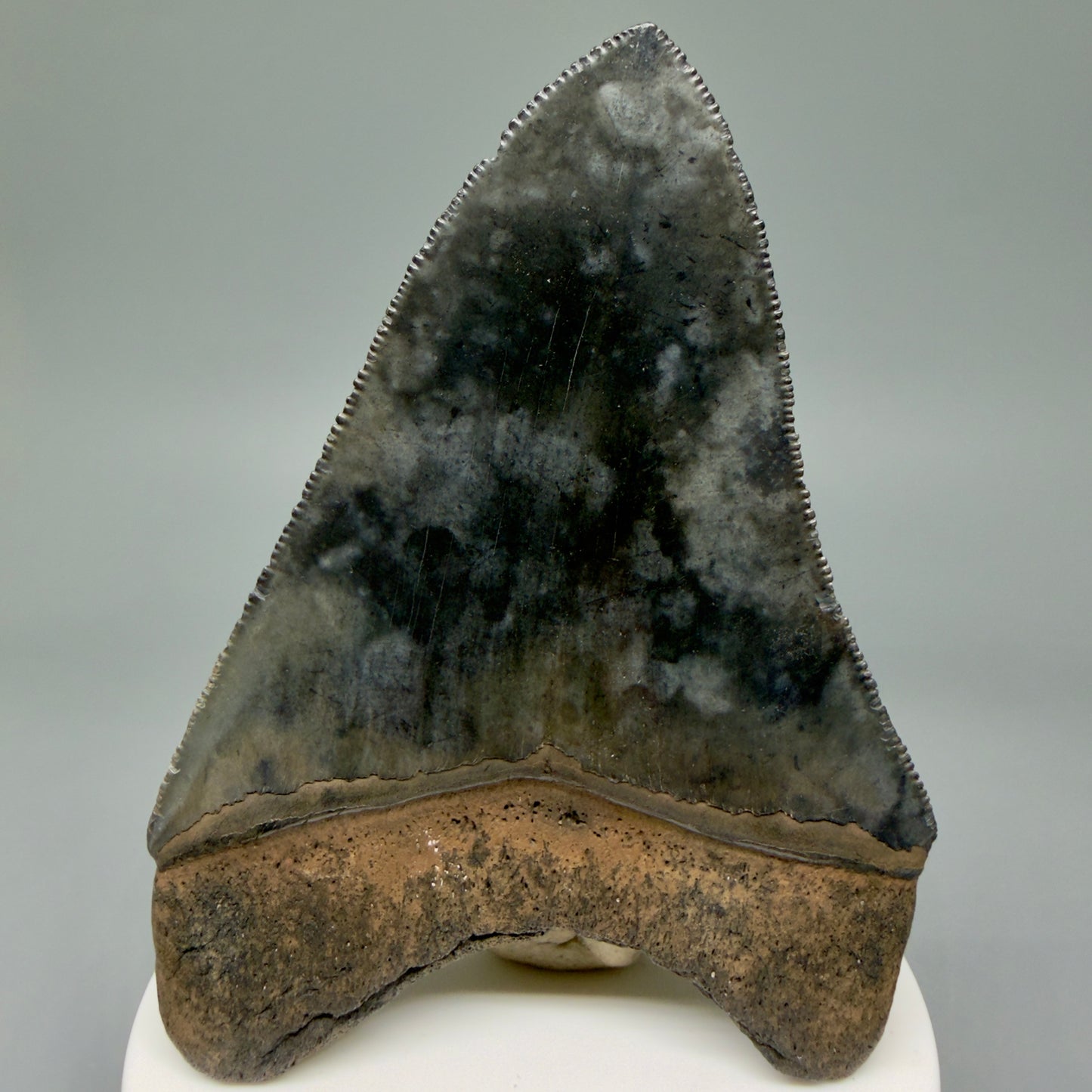 Back View 3.63" Fossil Megalodon Shark Tooth - Georgia - Heart-shaped sharply serrated - Collector's Quality CM6017