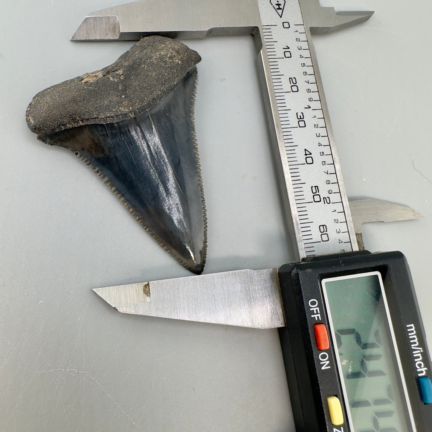 Outstanding, sharply serrated 2.47" Fossil Great White Shark Tooth - South Carolina GW1174 - Front with caipers
