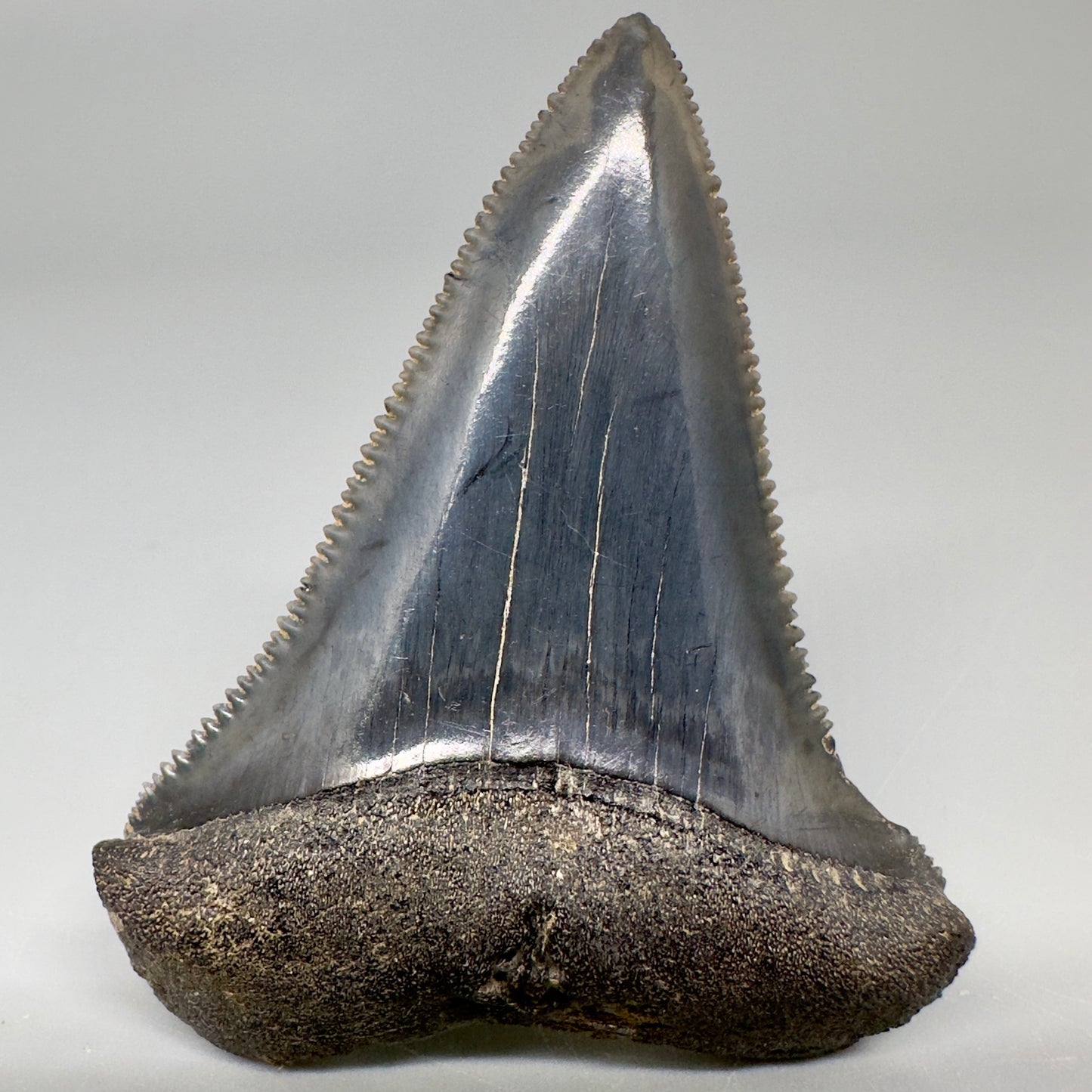 Outstanding, sharply serrated 2.47" Fossil Great White Shark Tooth - South Carolina GW1174 - Front 3