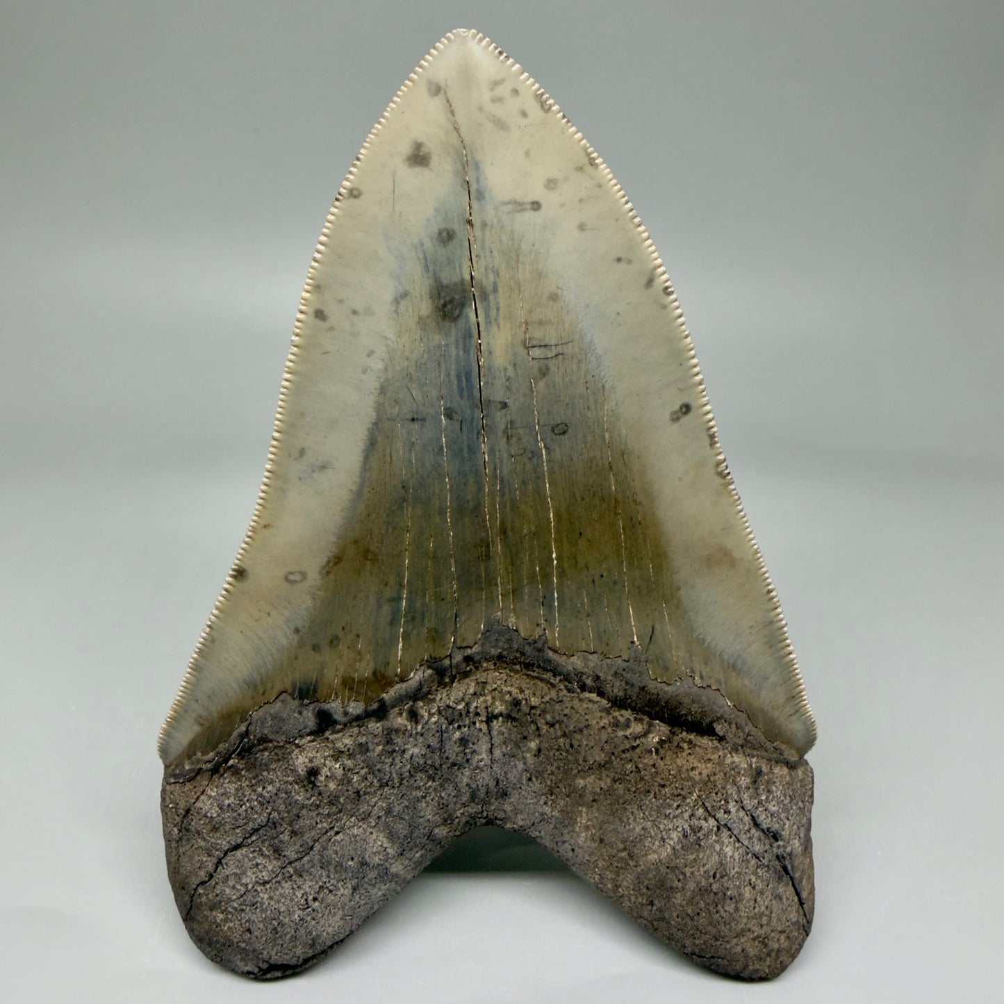 Back View Sharply serrated, heart-shaped 5.22" Collector Megalodon Tooth from South Carolina CM6020