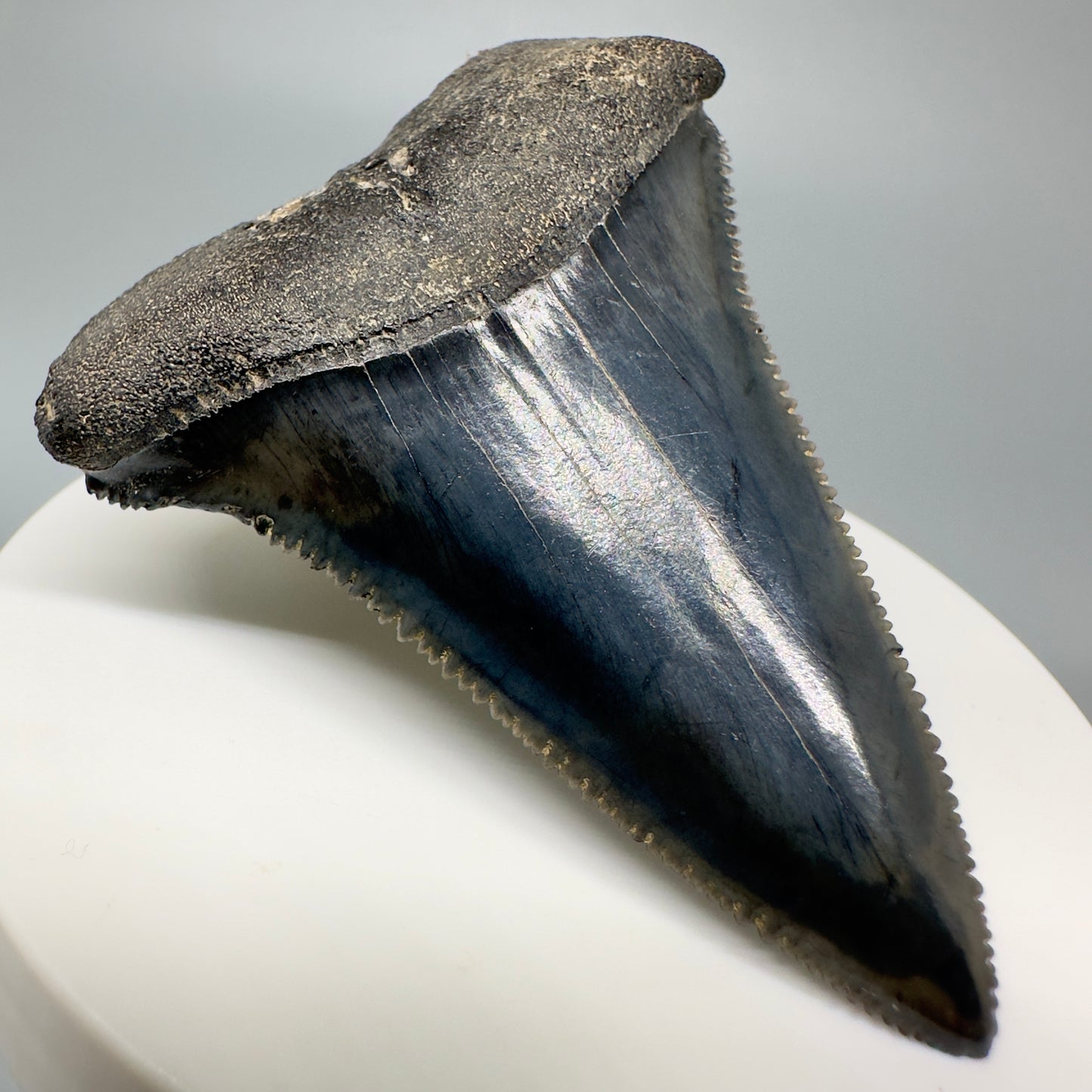 Outstanding, sharply serrated 2.47" Fossil Great White Shark Tooth - South Carolina GW1174 - Front Left1