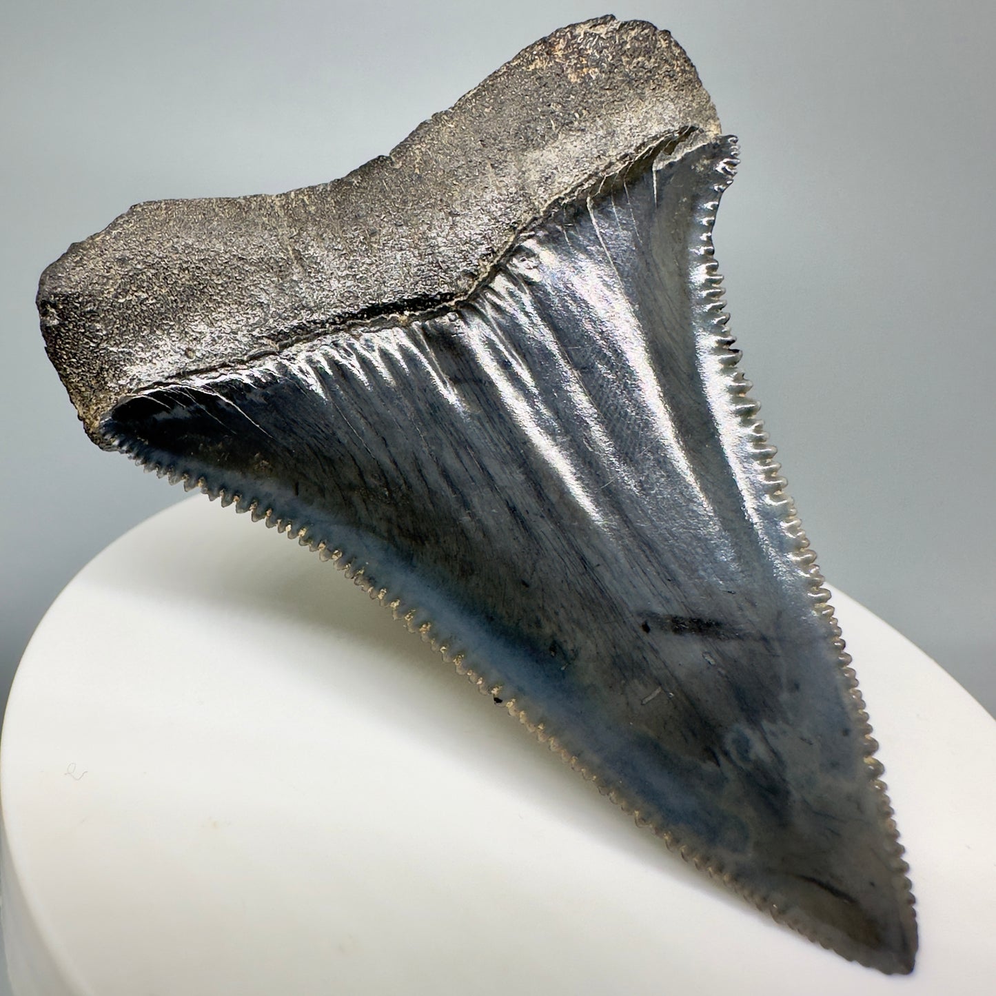 Outstanding, sharply serrated 2.47" Fossil Great White Shark Tooth - South Carolina GW1174 - Back Left