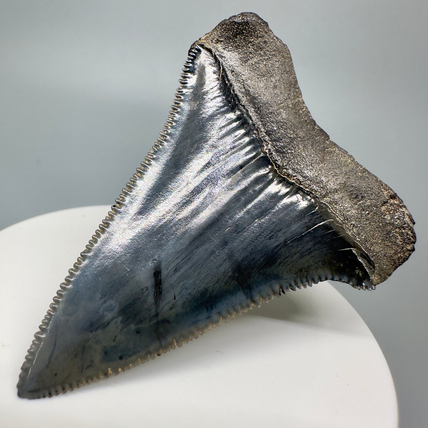 Outstanding, sharply serrated 2.47" Fossil Great White Shark Tooth - South Carolina GW1174 - Back Right